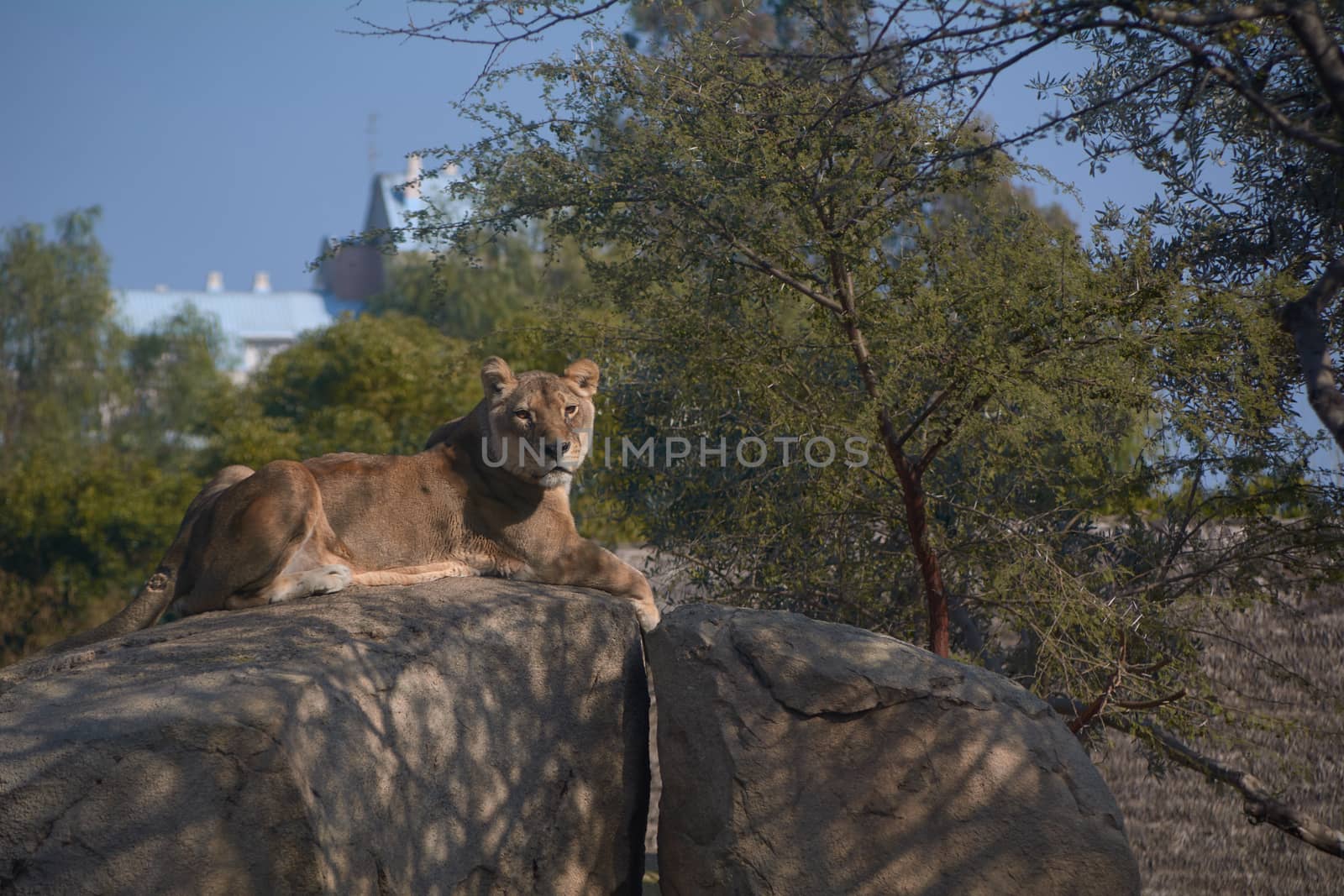 Lioness on top of a stone watching over their territories. Jungle's queen