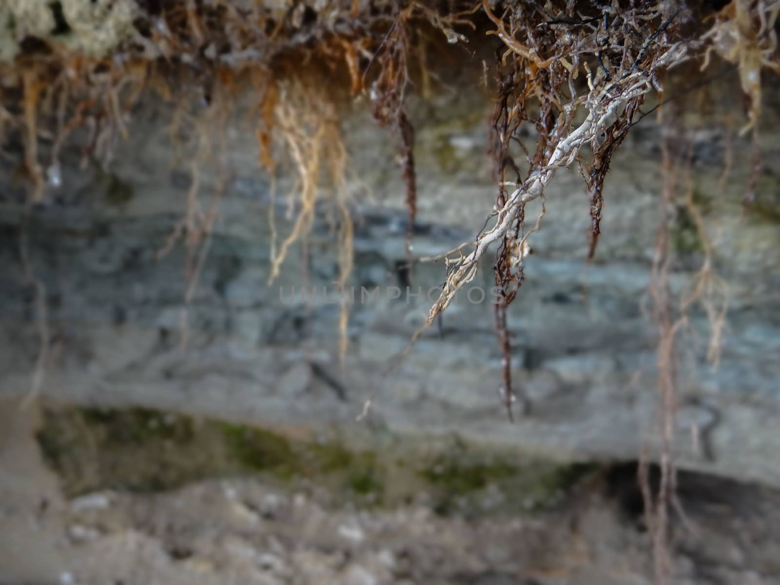 Several white root branches in front of a moss and cave background.