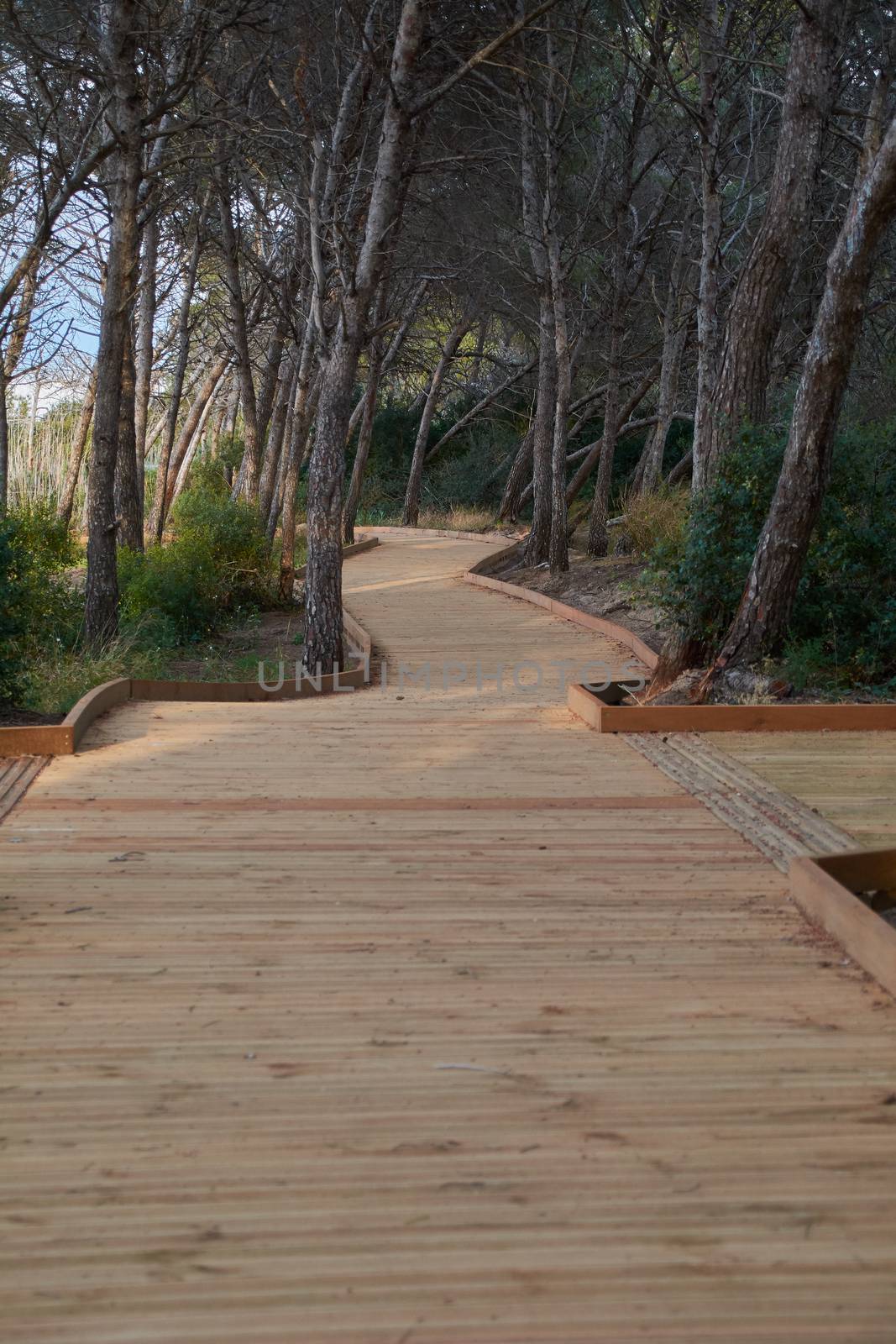 Wooden path to paradise on earth. Spring colors