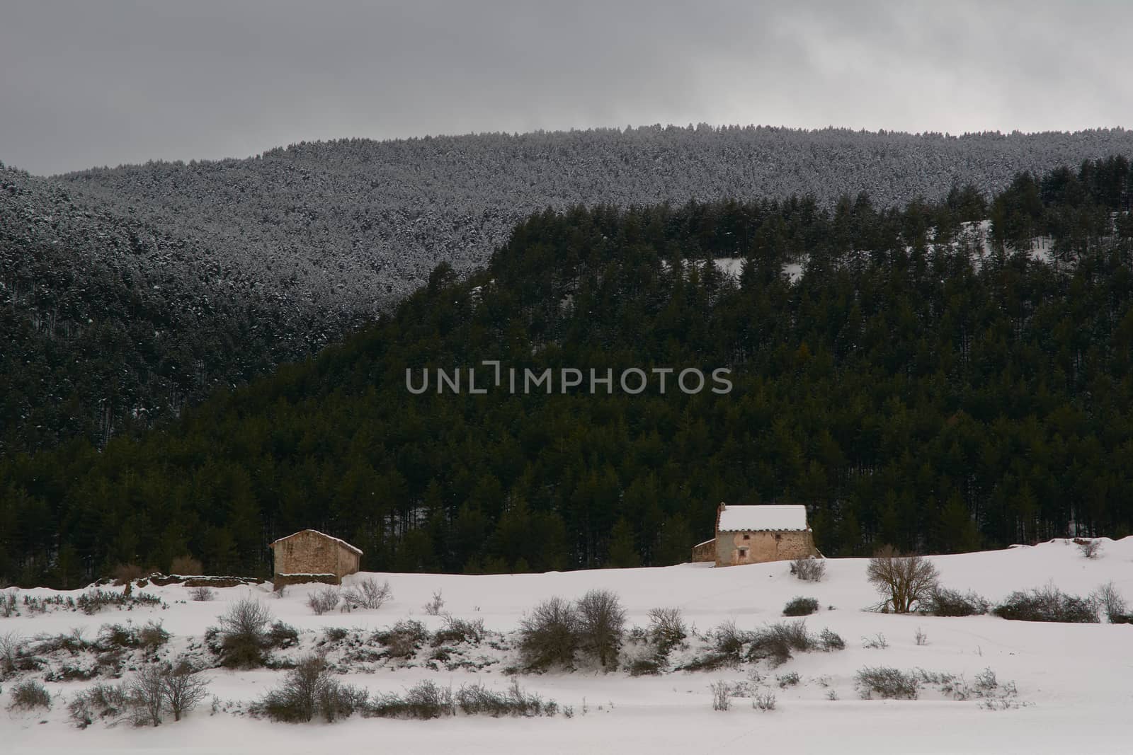 Snowy and cold mountain forest landscape. Loneliness and tranquility