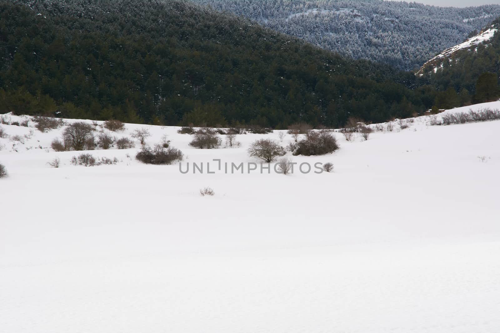 Snowy and cold mountain forest landscape by raul_ruiz