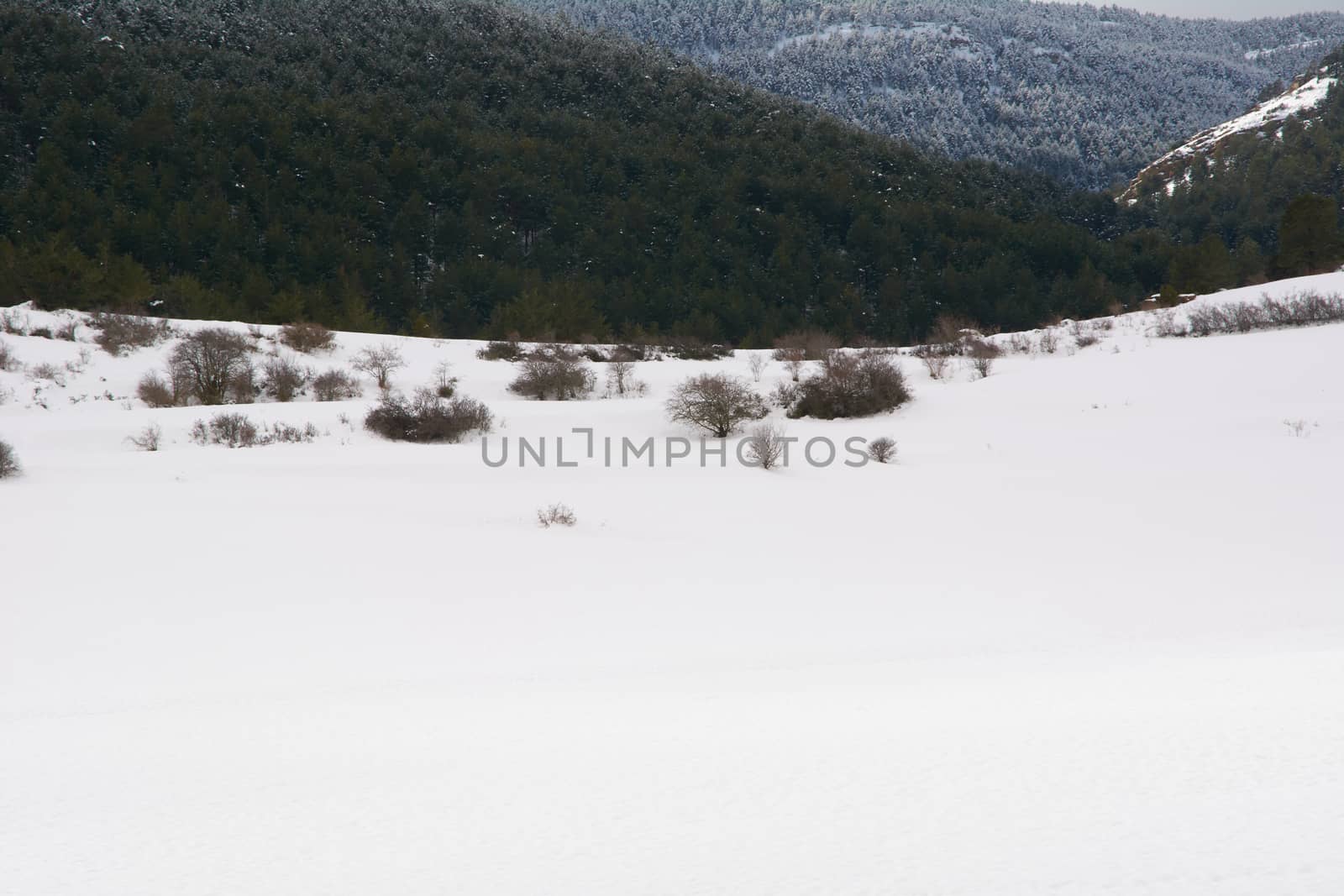 Snowy and cold mountain forest landscape