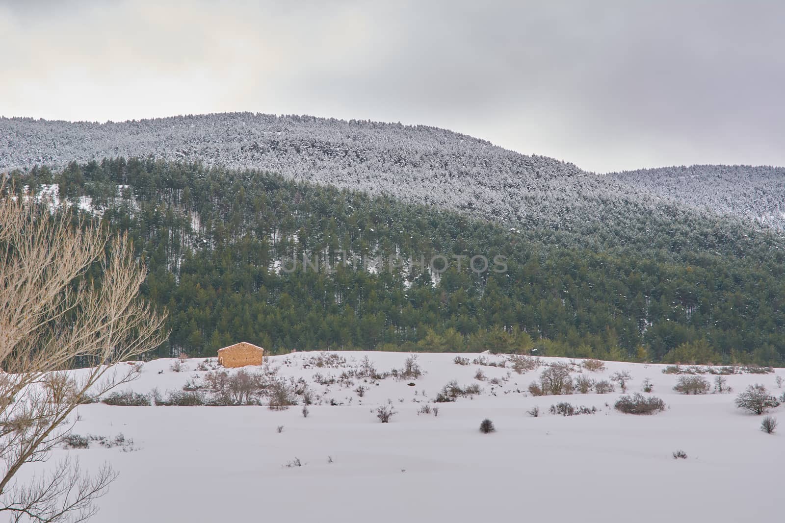 Snowy and cold mountain forest landscape