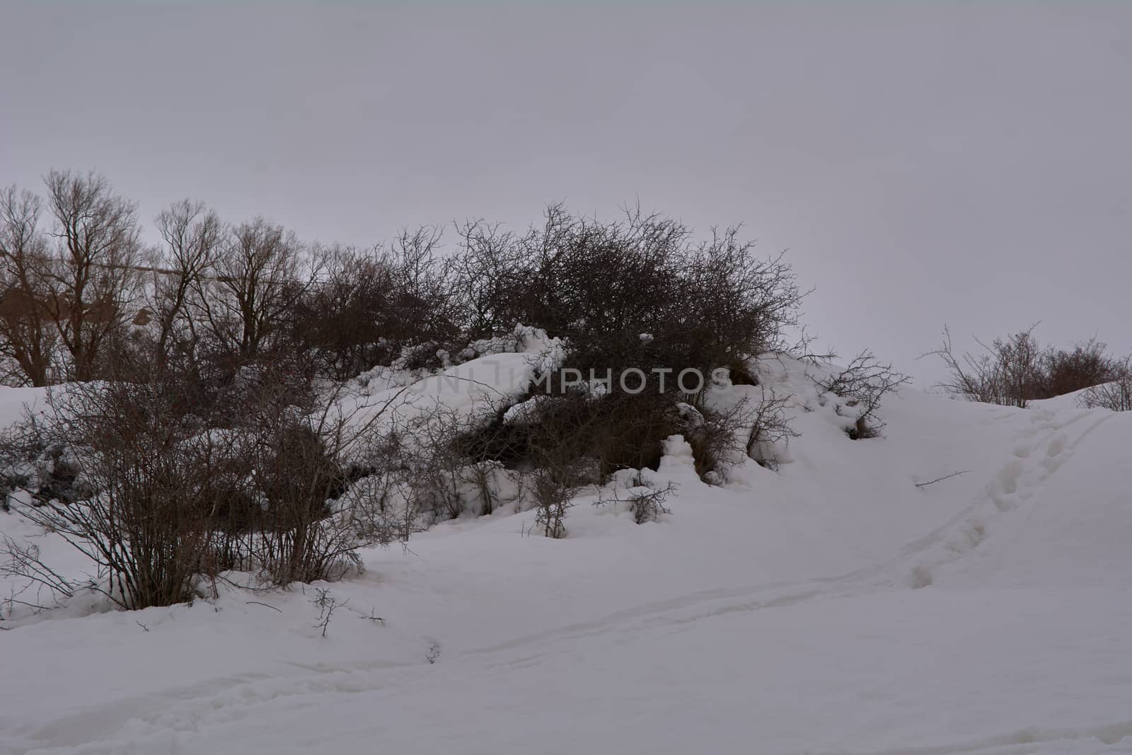 Snowy and cold mountain forest landscape