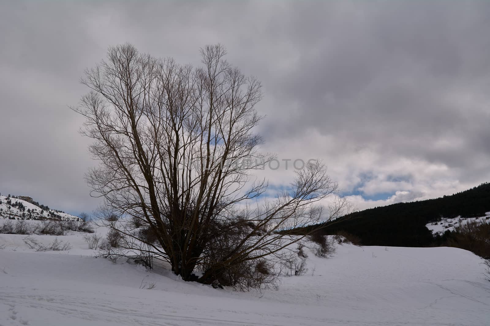 Snowy and cold mountain forest landscape by raul_ruiz