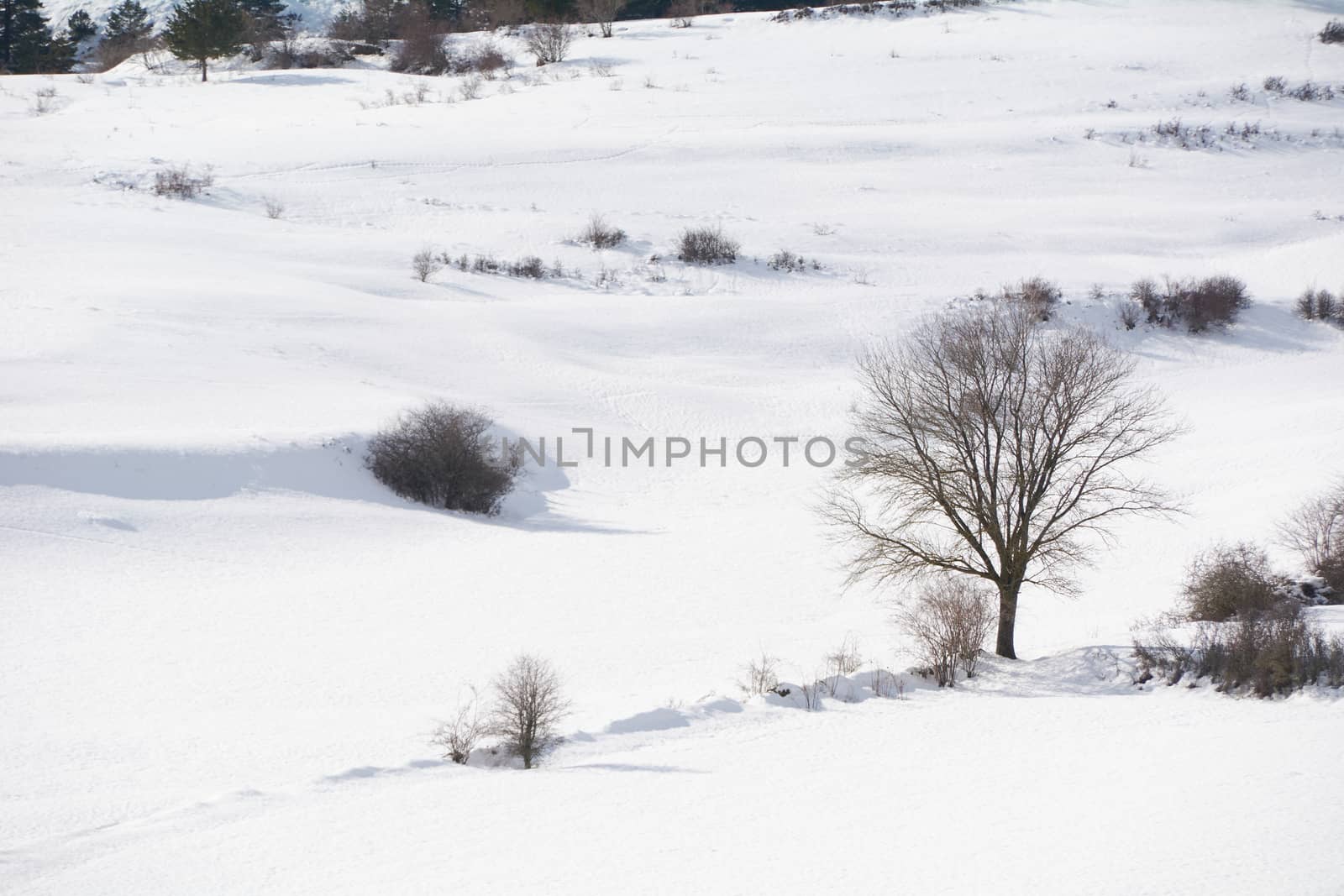 Snowy and cold mountain forest landscape by raul_ruiz