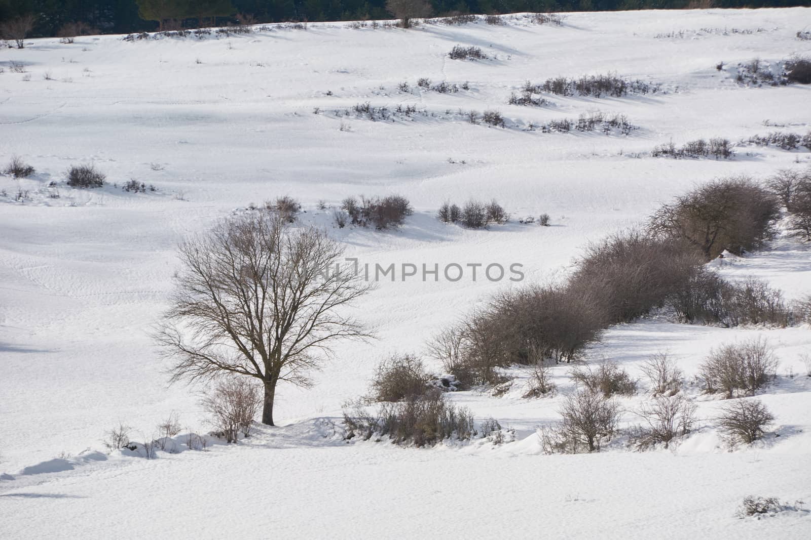 Snowy and cold mountain forest landscape by raul_ruiz