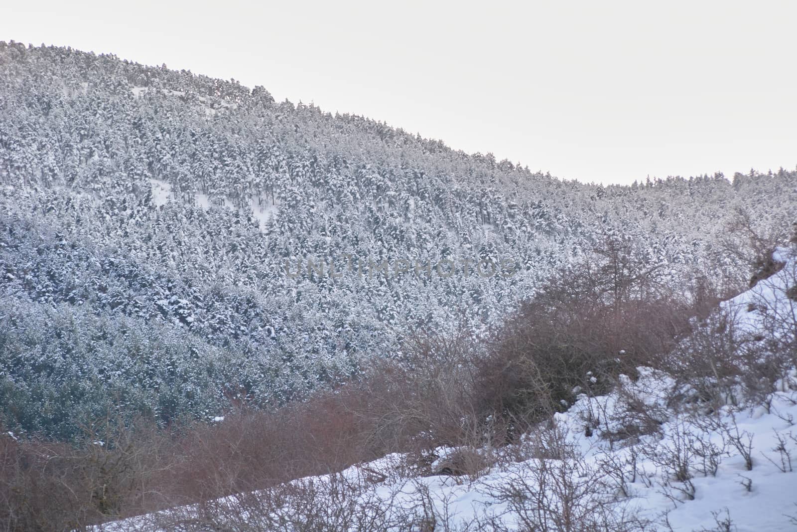 Snowy and cold mountain forest landscape