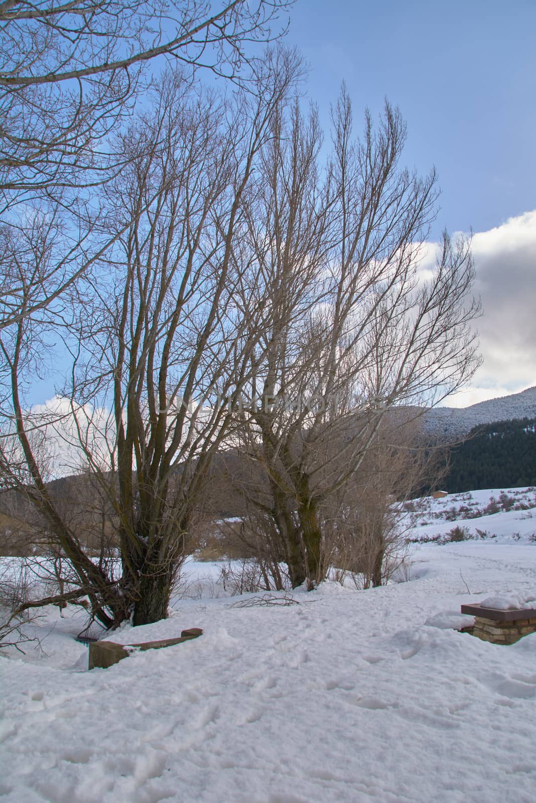 Snowy and cold mountain forest landscape. Loneliness and tranquility