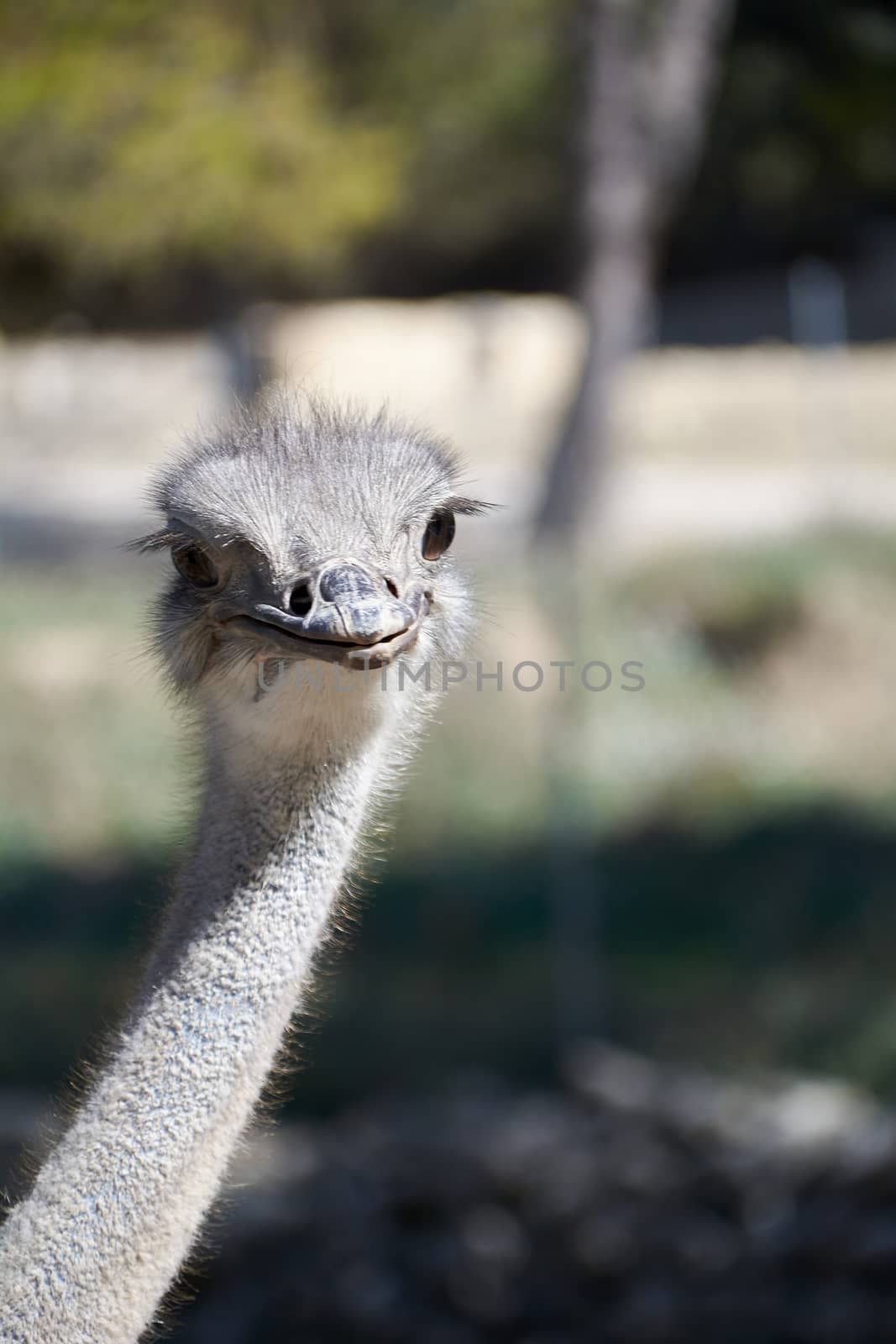 The friendly ostrich looking with her curious eyes. Mother nature animals