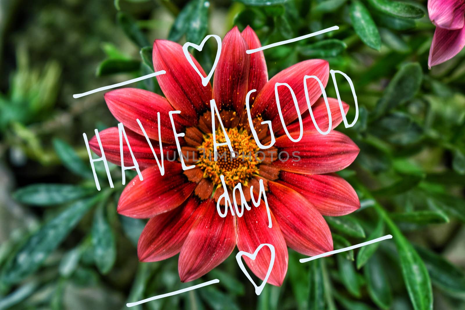 Have a great day wishing message. The Have a good day text is in front of a beautiful red flower background