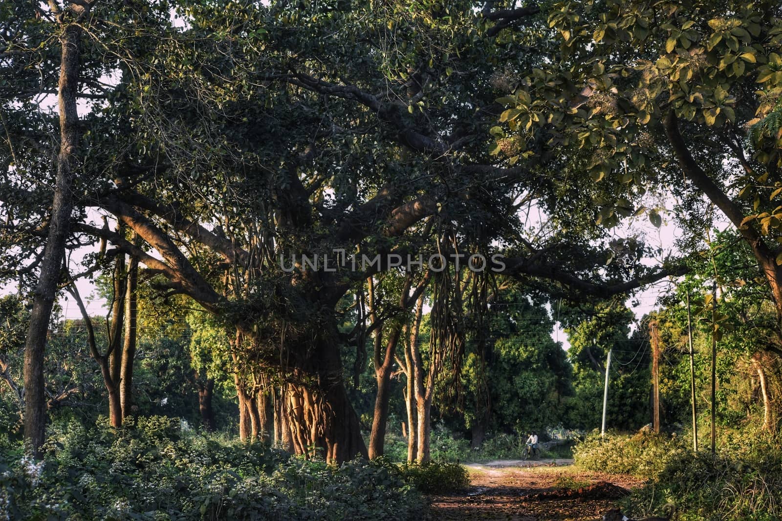 A big banyan tree inside a dense forest. Also a rural road is going along the forest