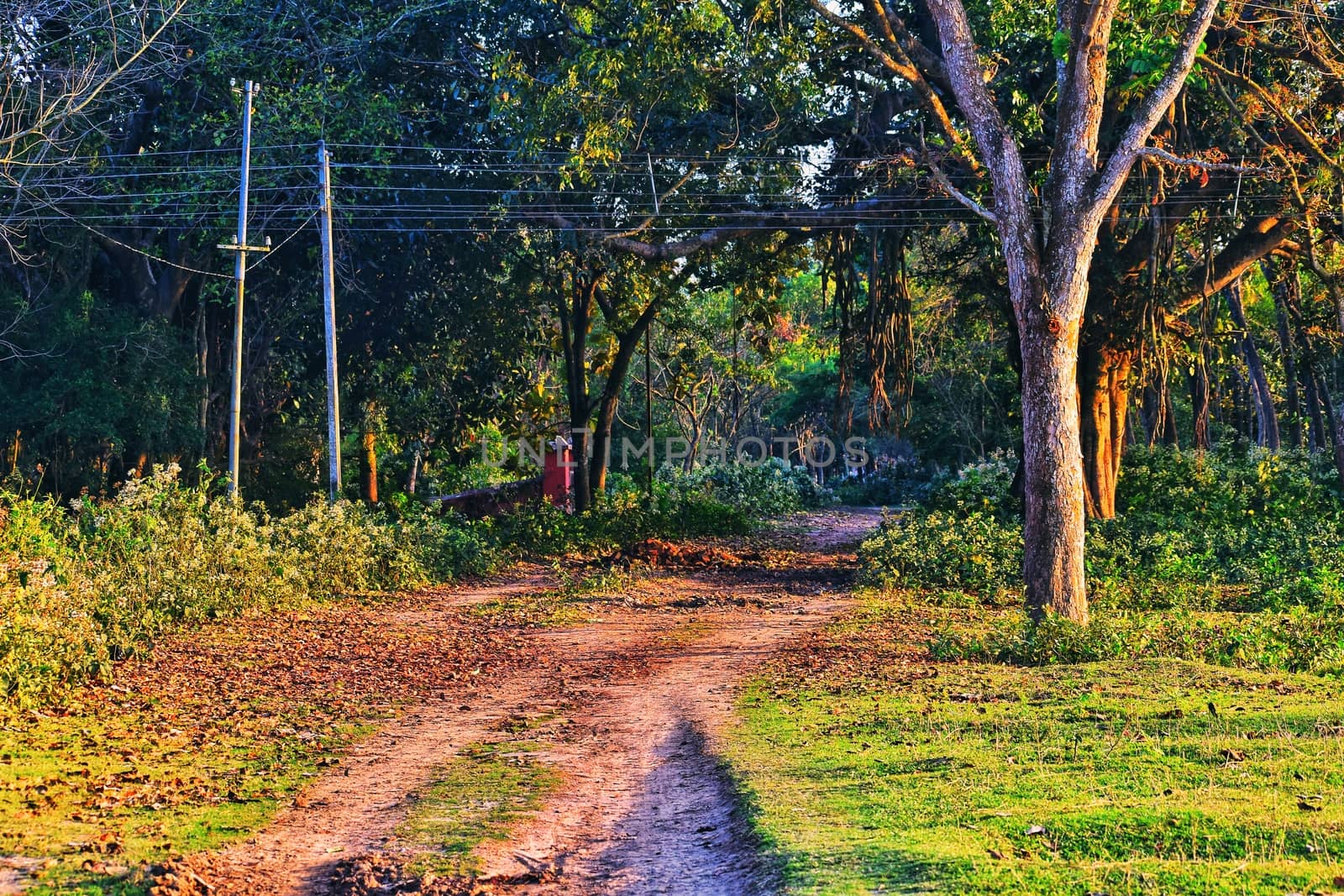 A rural path going through a beautiful dense forest by kundanmondal1999