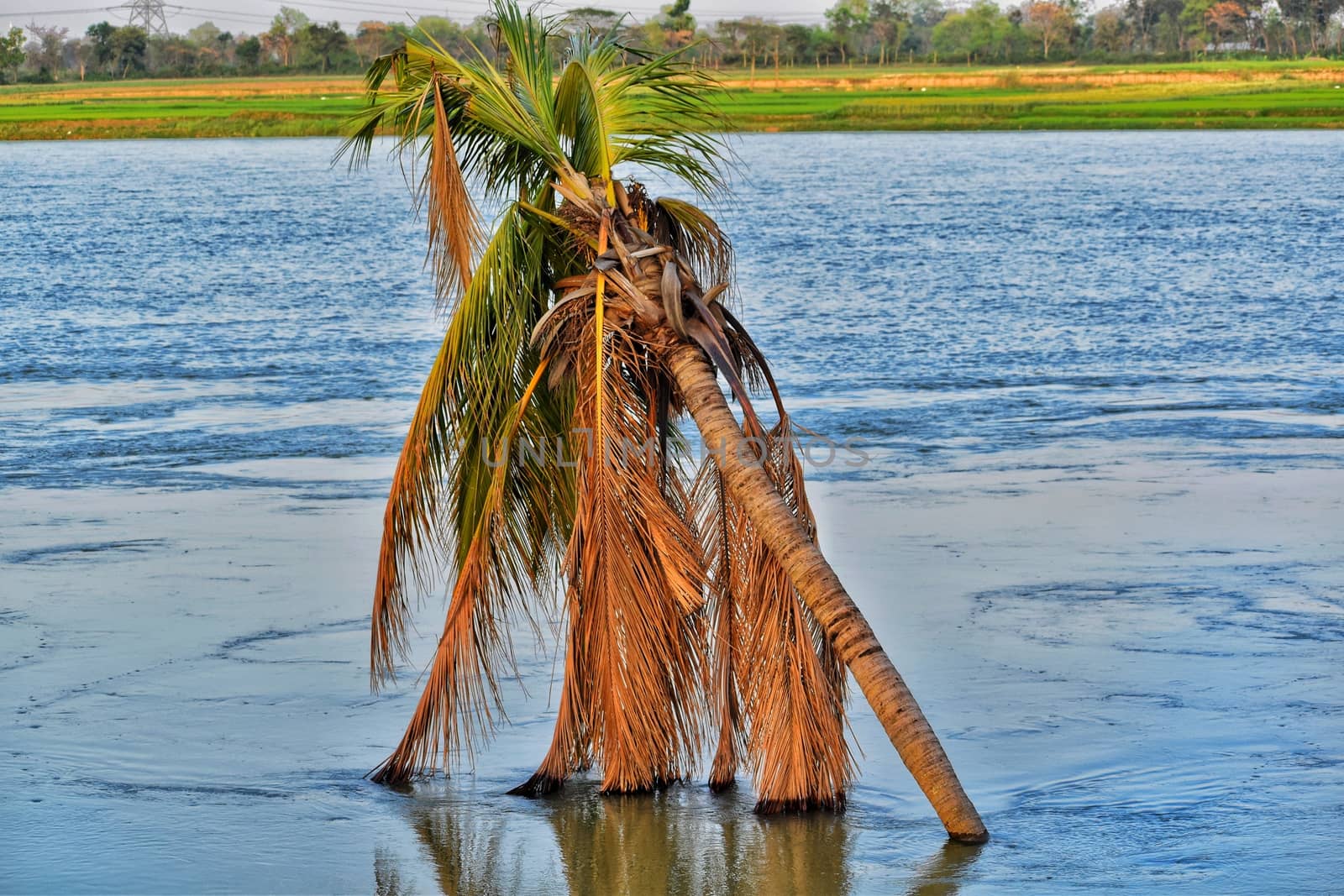 A bent coconut tree is seen submerged inside a river. A blue river is flowing and a meadow is present on the far bank of the river