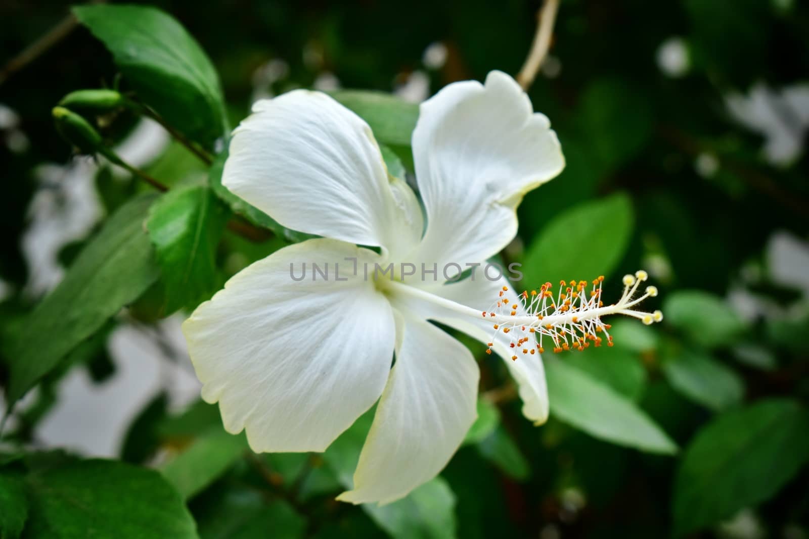 A beautiful white colored china rose flower by kundanmondal1999