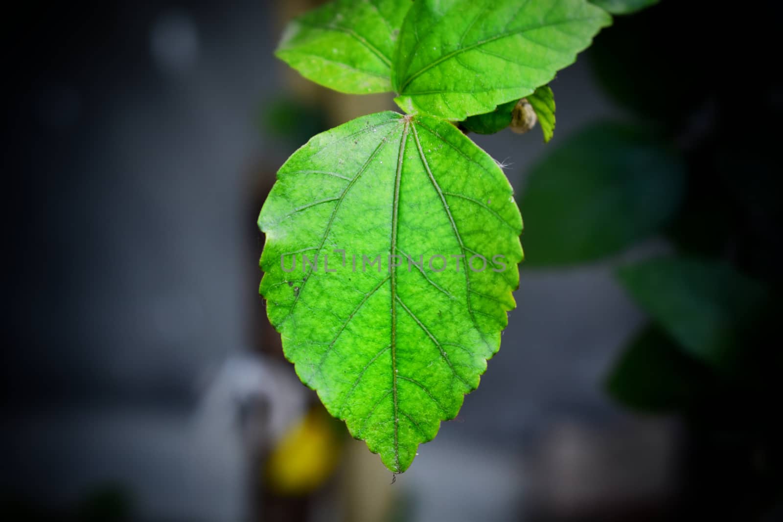 Close up shot of a green leaf of a hibiscus tree.