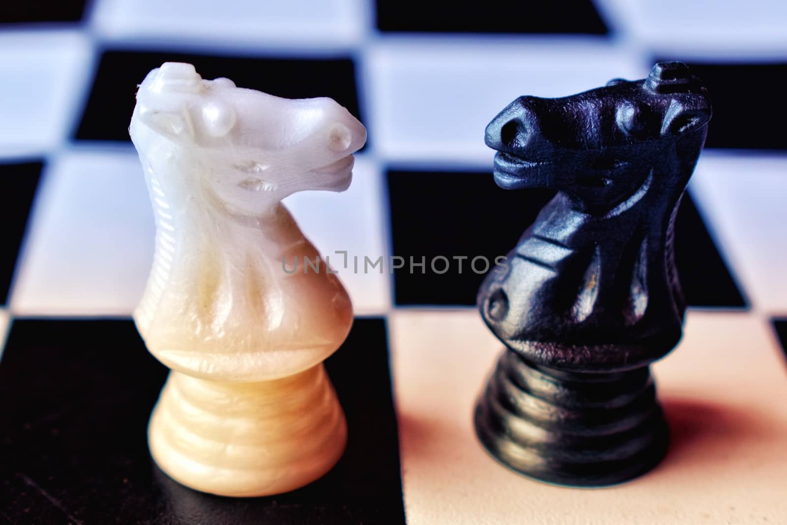 Black and white horse pieces of chess situated head to head with each other