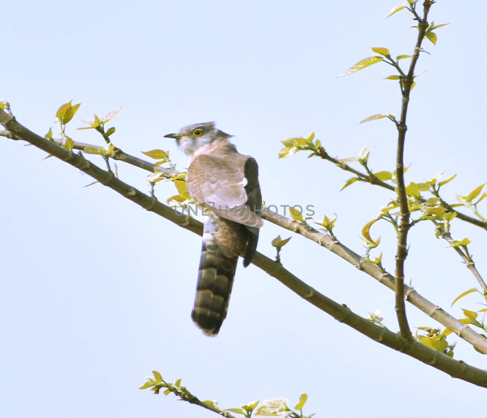 A common hawk cuckoo sitting on a tree branch to begin its typical cuckoo call