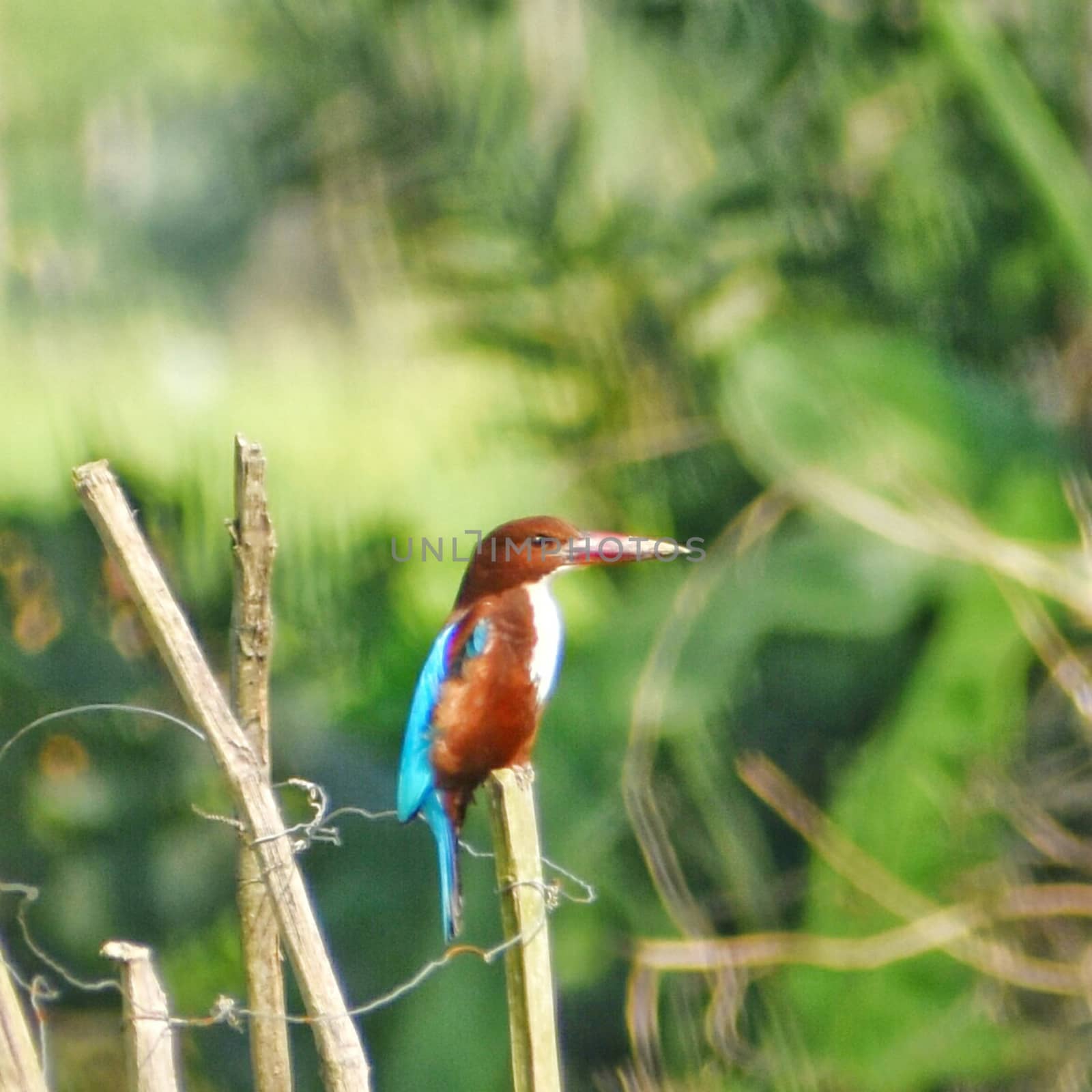 A colorful white throated kingfisher searching for its fish kill by kundanmondal1999