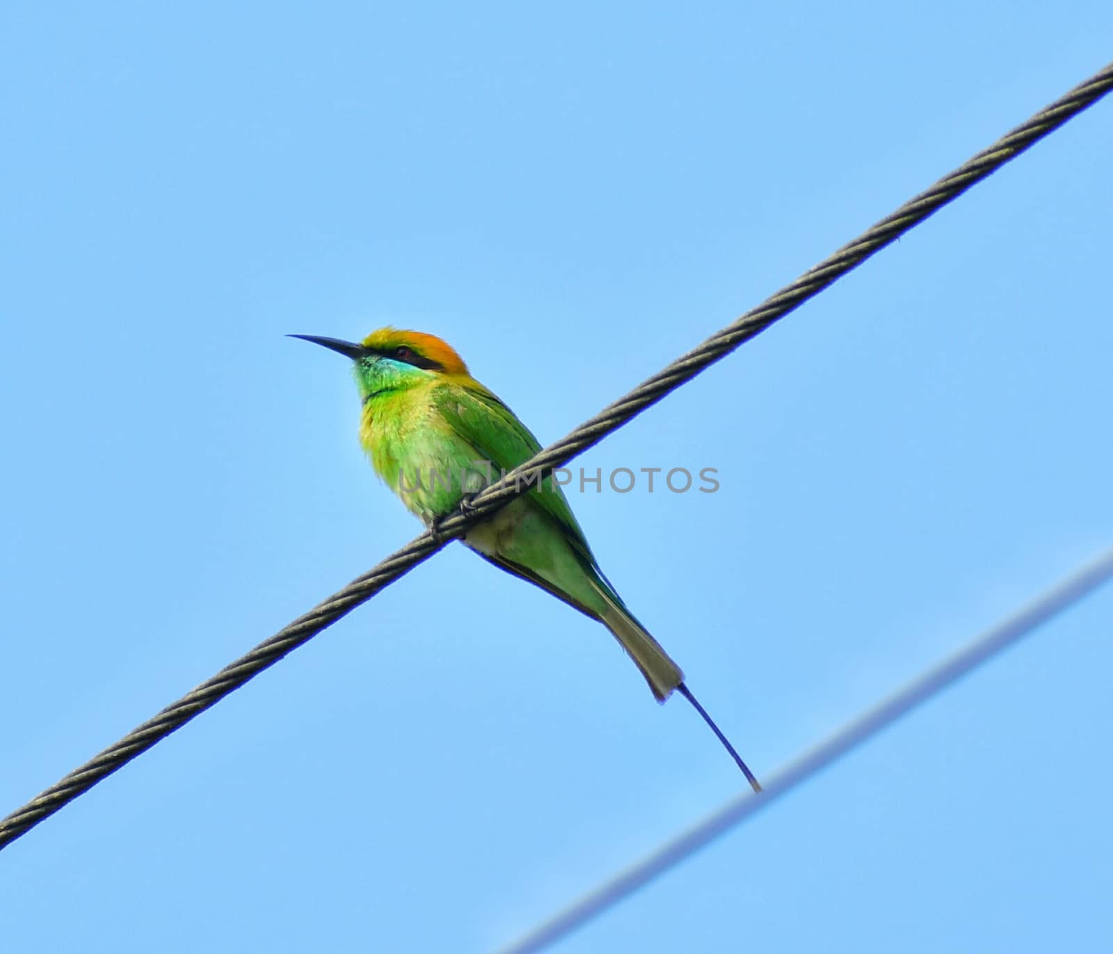 A green bee-eater waiting on a wire to catch bee by kundanmondal1999