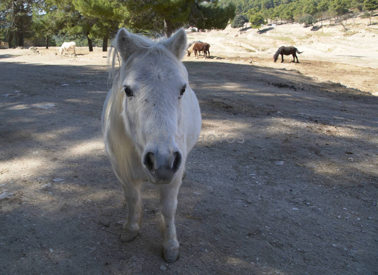 Curious little white donkey ready to play, Mother nature