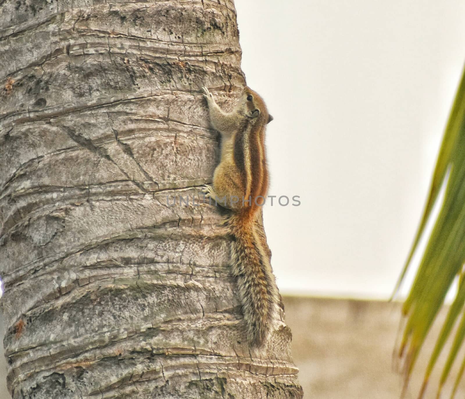 A very fast five stripped squirrel climbing on a coconut tree