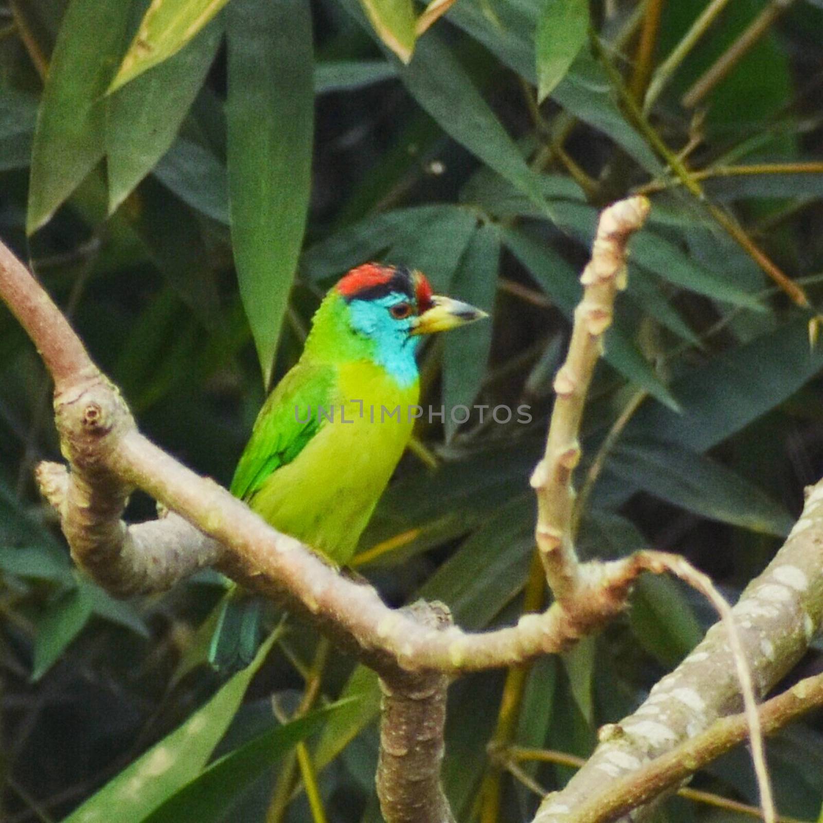 A beautiful blue throated barbet perched on a tree branch