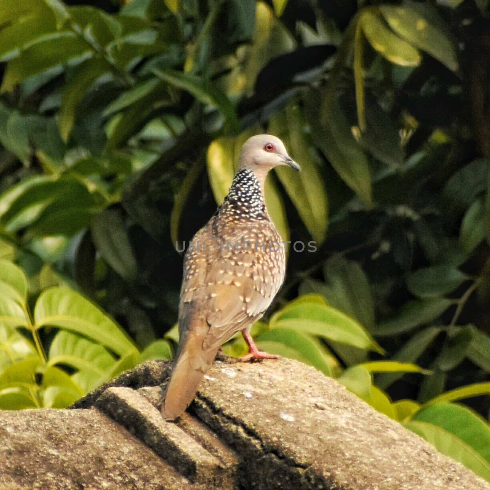 A spotted dove sitting on building roof and looking around. Green tree leaves are seen in background