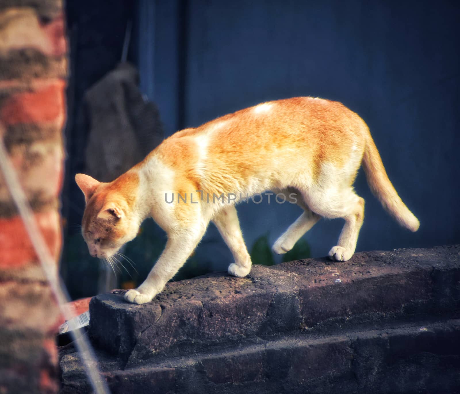 A cute cat walking on a wall and going somewhere. It was an early morning and perhaps it was going to search its breakfast