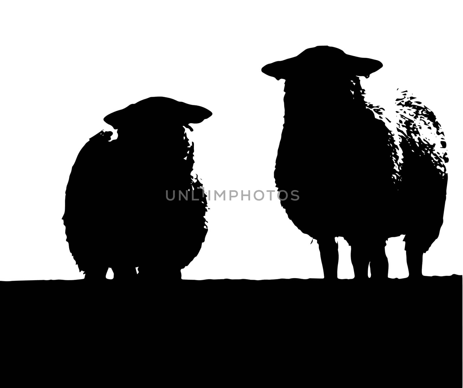 Two sheep standing on a hillside isolated on white