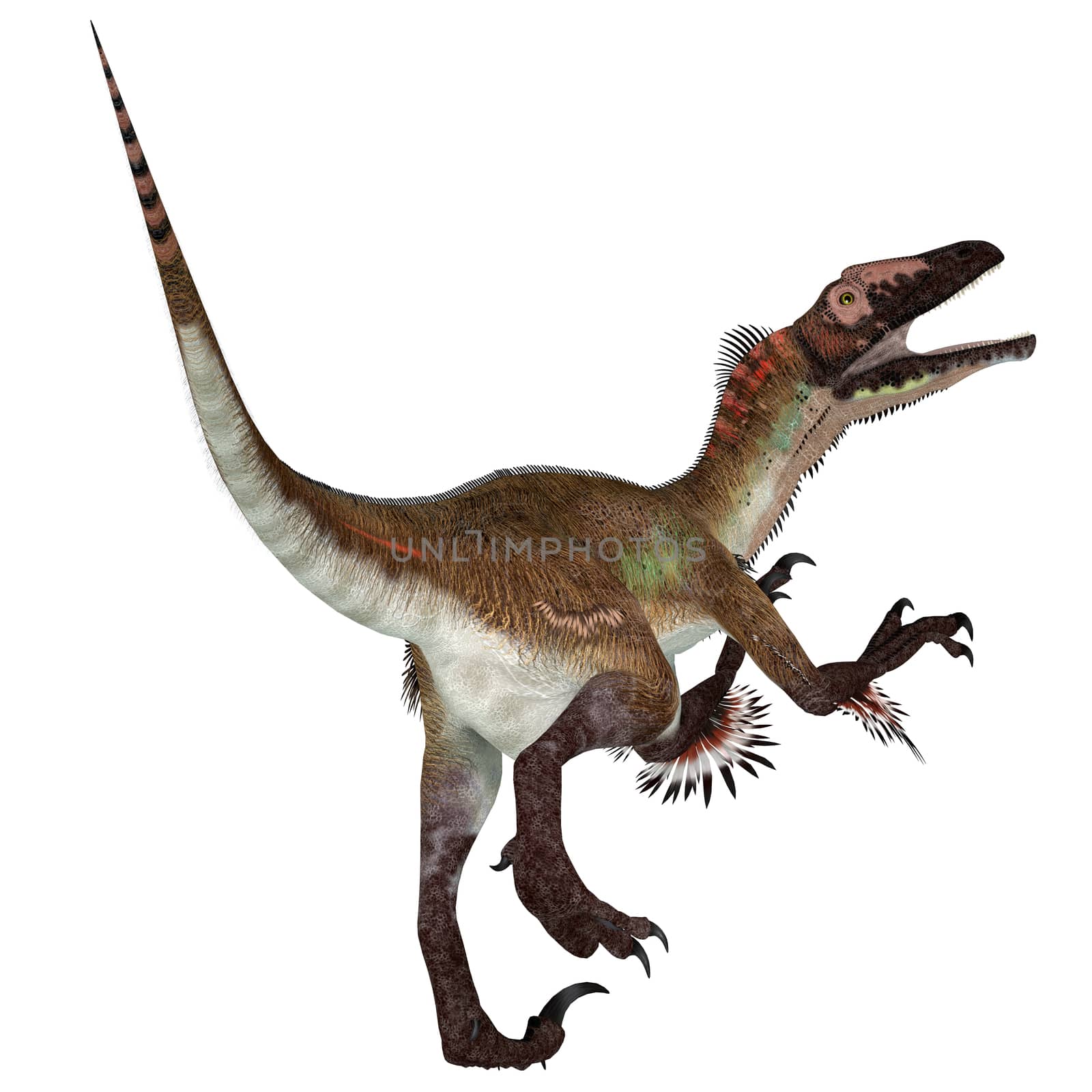Utahraptor was a carnivorous theropod dinosaur that lived in Utah, United States during the Cretaceous Period.
