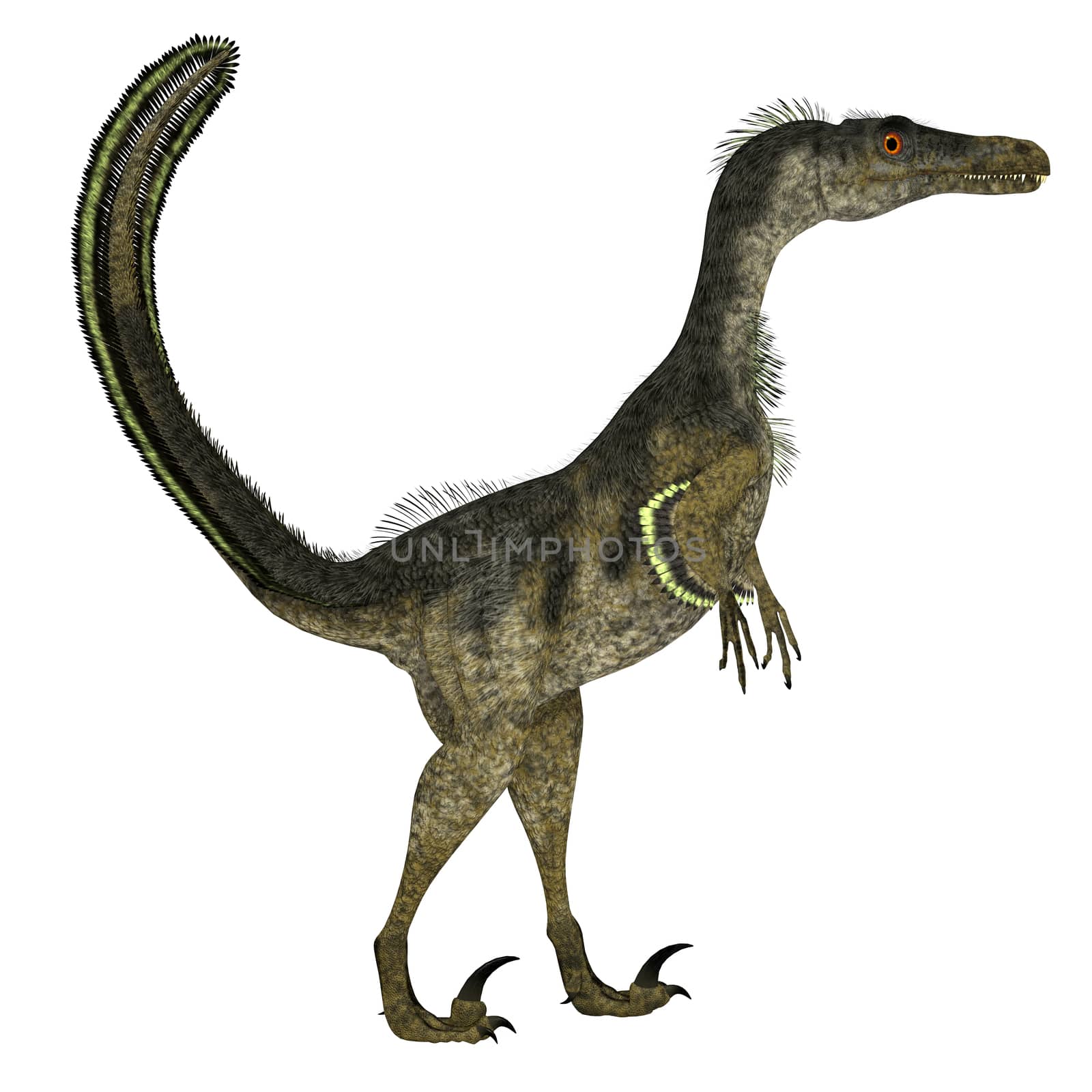 Velociraptor Dinosaur Side Profile by Catmando