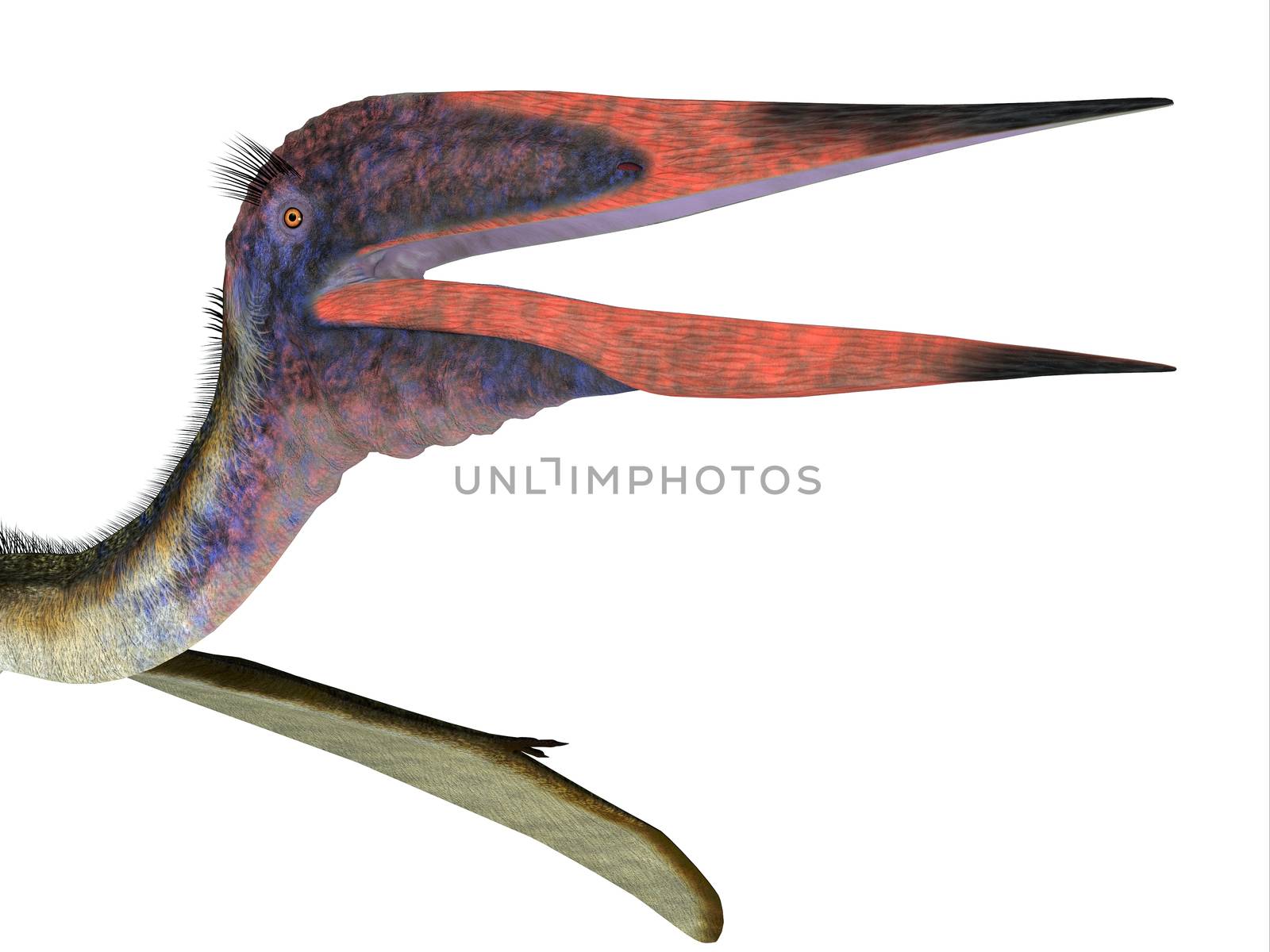 Zhejiangopterus Pterosaur Head by Catmando