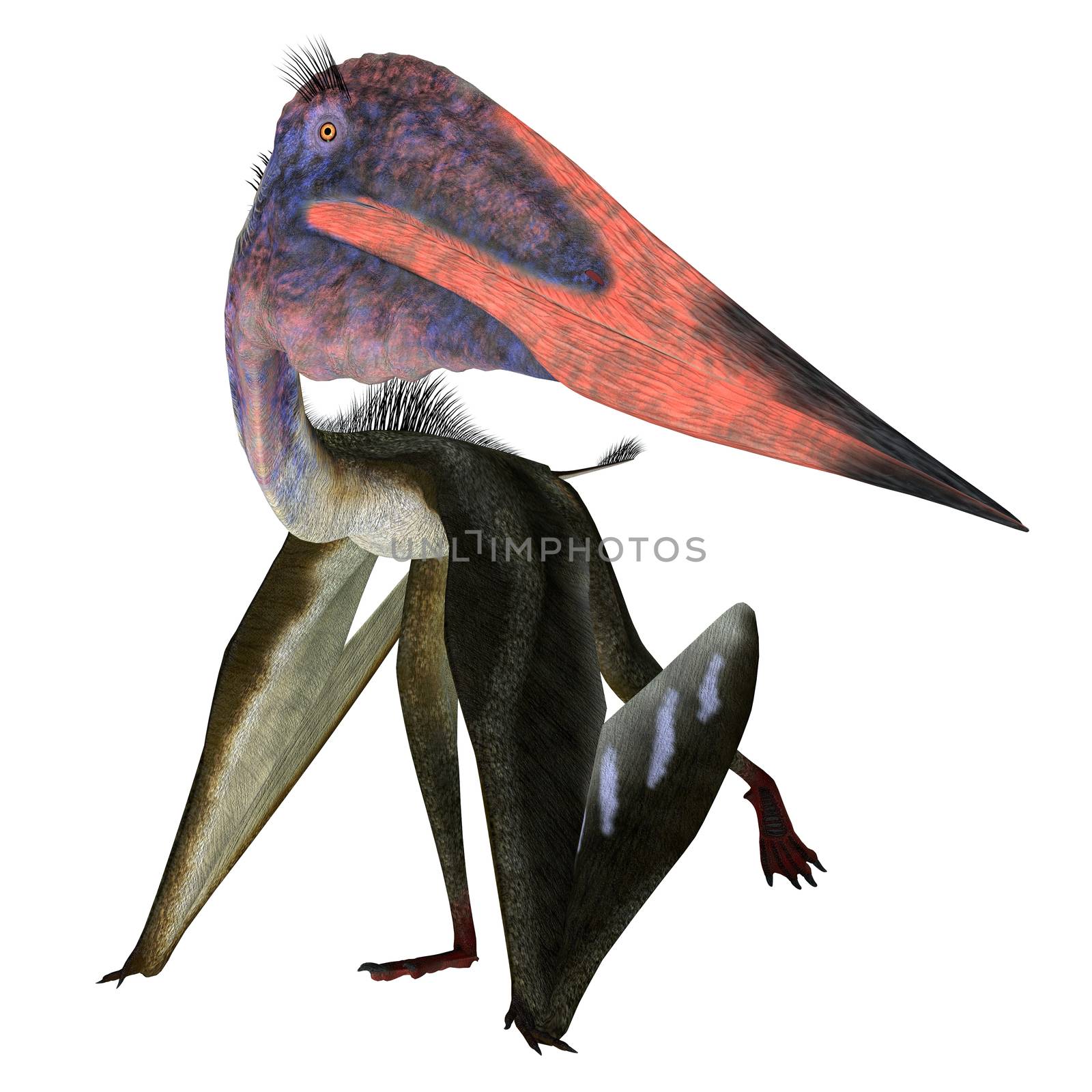 Zhejiangopterus Pterosaur Walking by Catmando