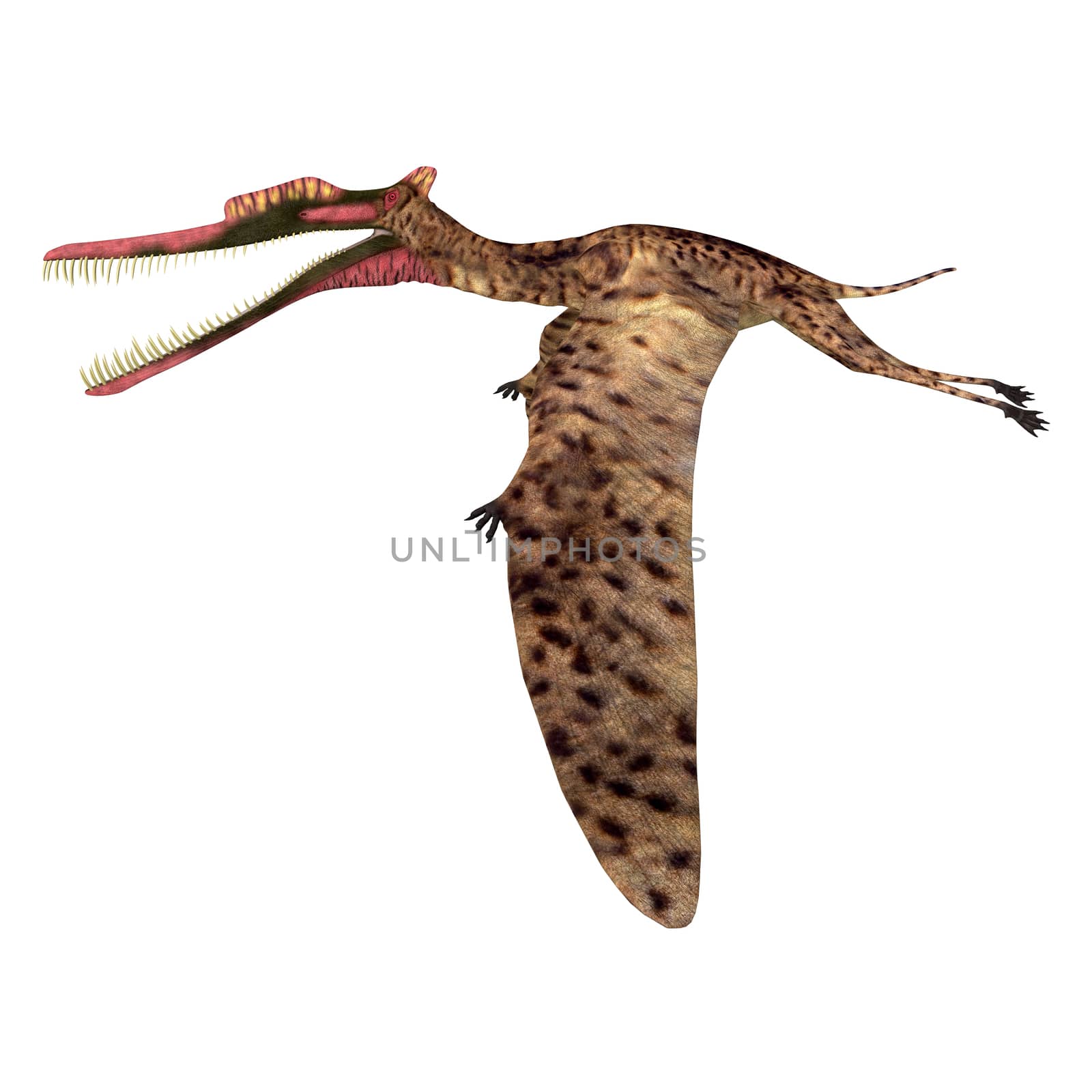 Zhenyuanopterus Pterosaur Flying by Catmando