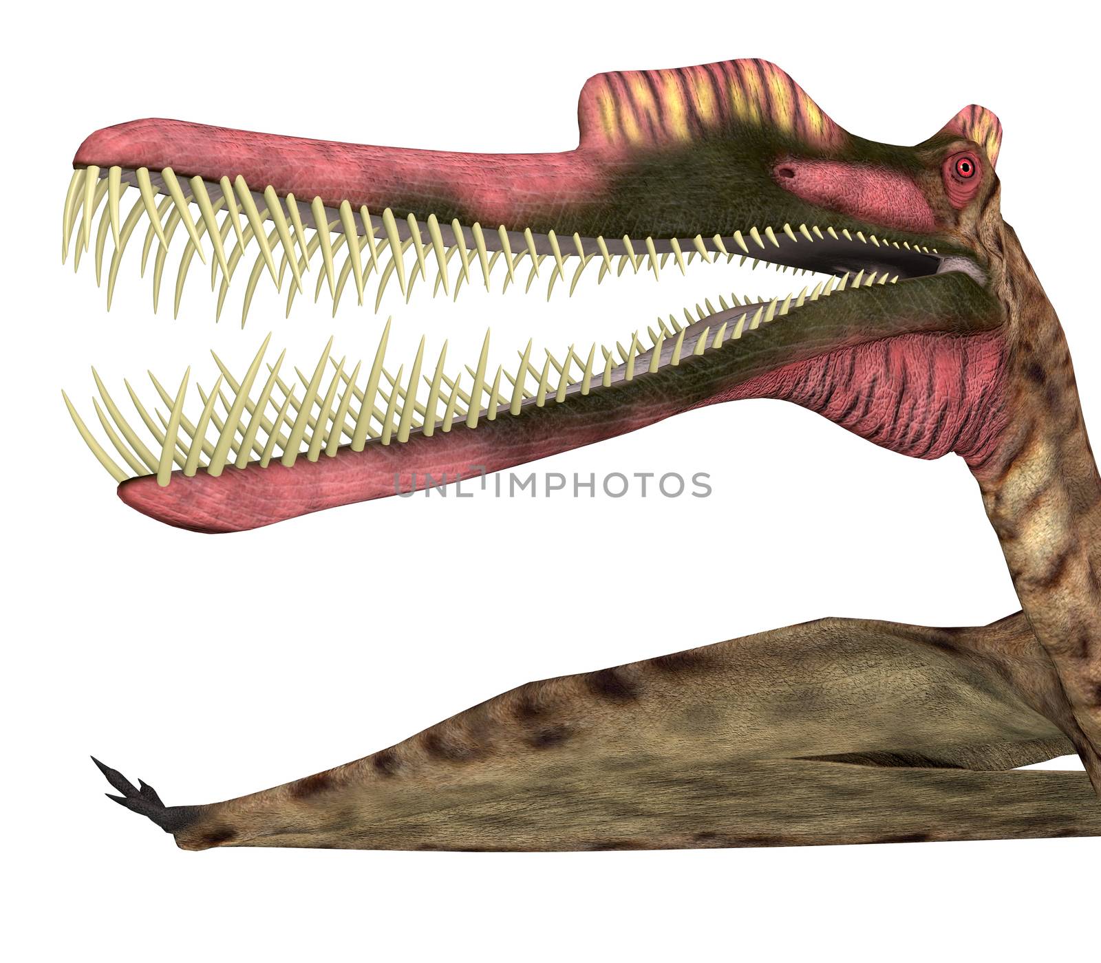 Zhenyuanopterus Pterosaur Head by Catmando