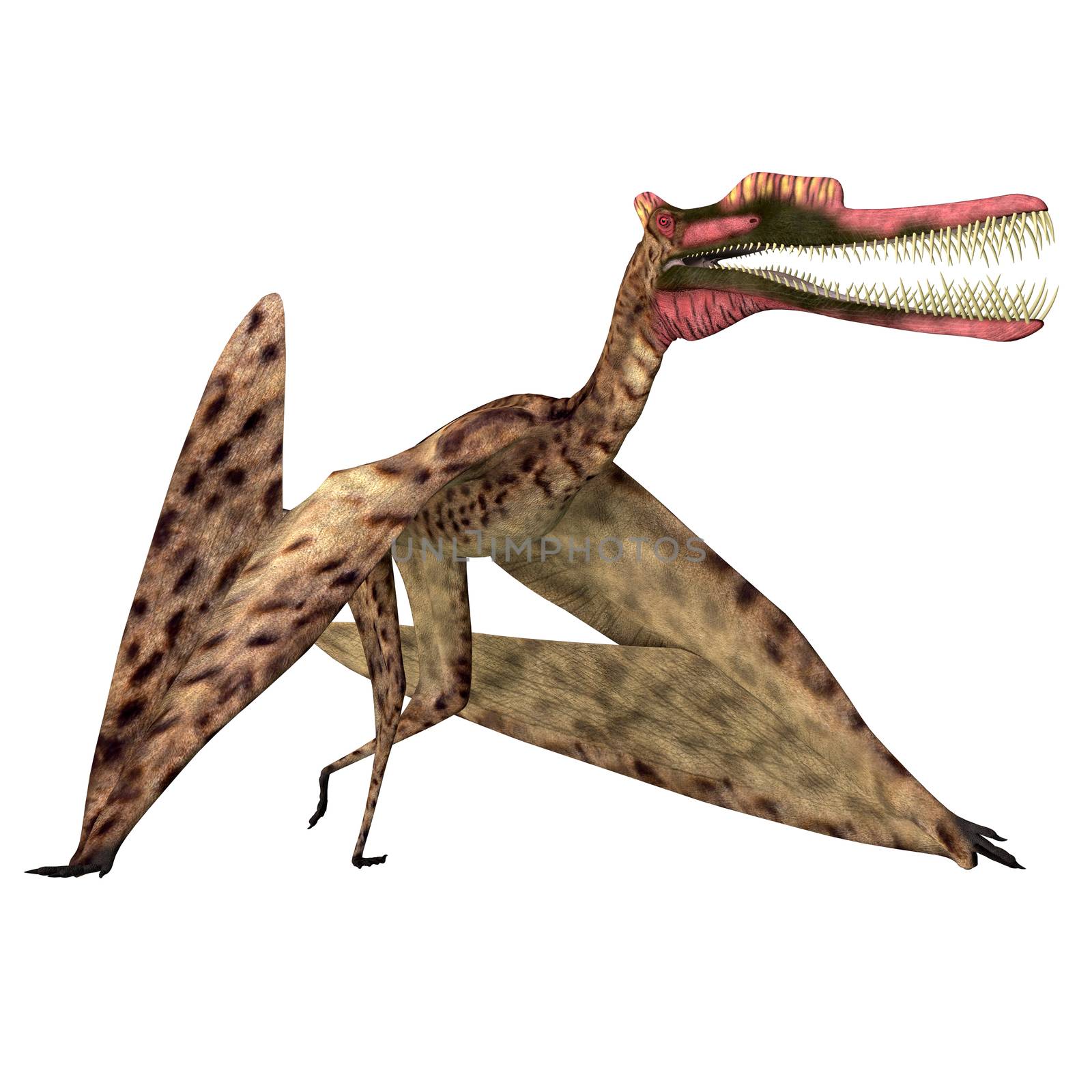 Zhenyuanopterus Pterosaur Walking by Catmando