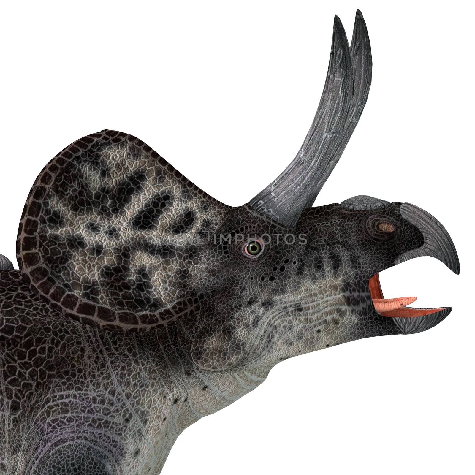 Zuniceratops Dinosaur Head by Catmando