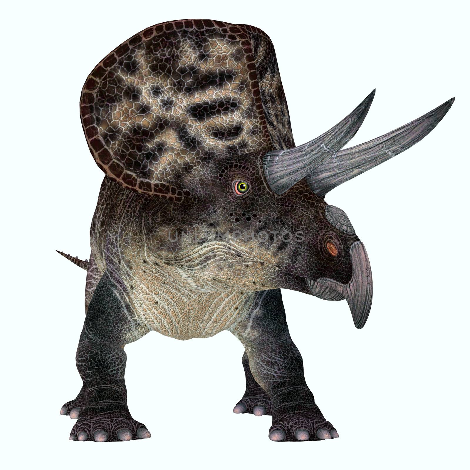 Zuniceratops was a herbivorous Ceratopsian dinosaur that lived in New Mexico, United States during the Cretaceous Period.