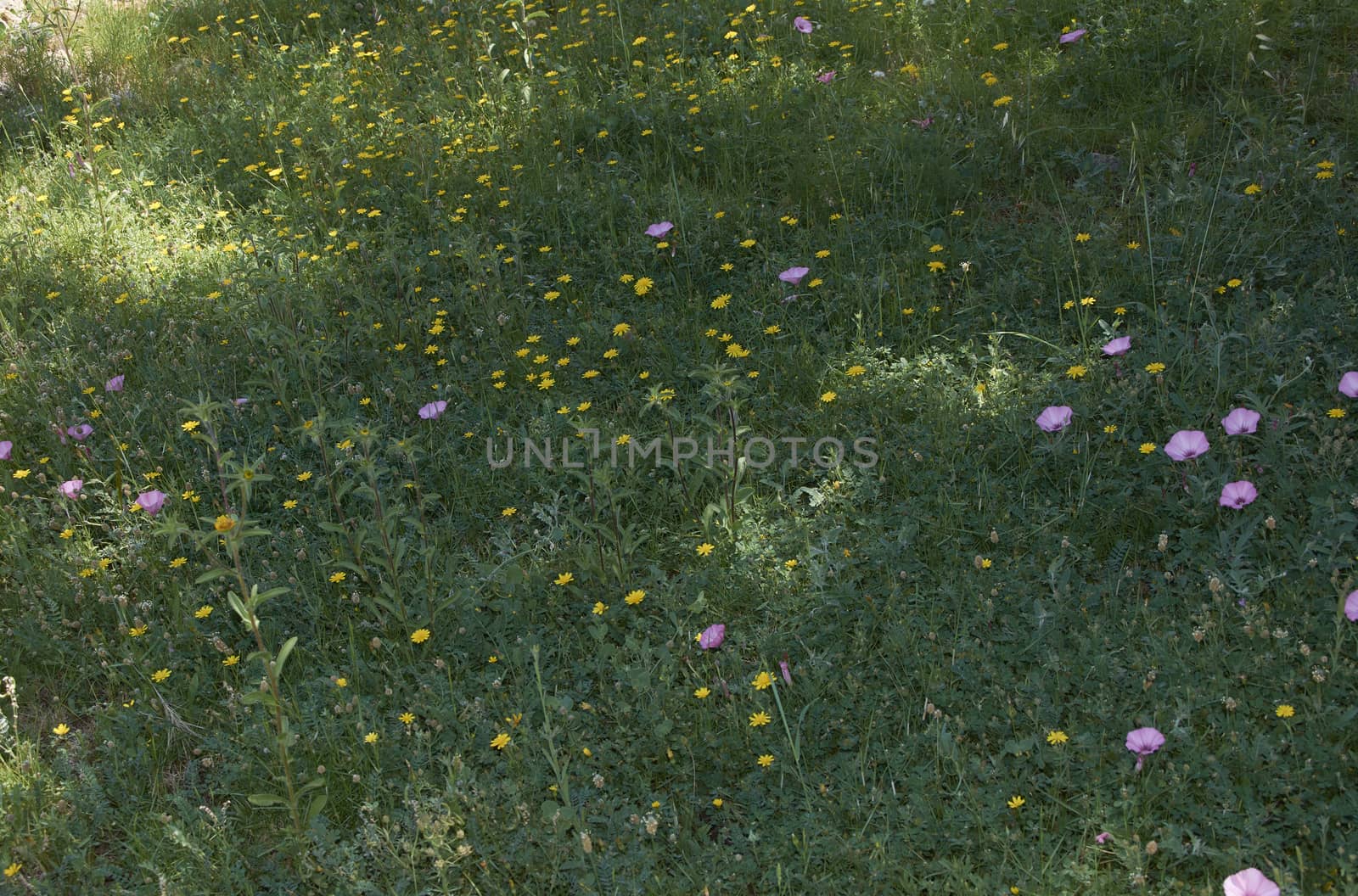 Carpet of flowers in the bright and warm spring, Colors of nature