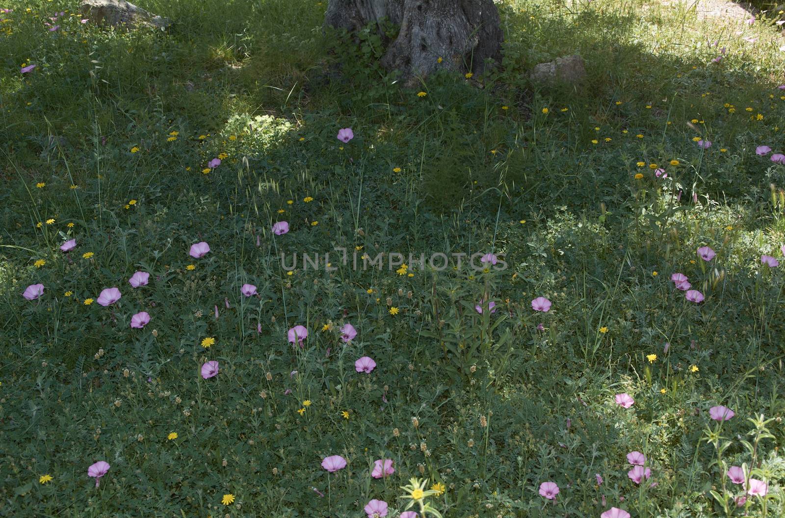 Carpet of flowers in the bright and warm spring, Colors of nature