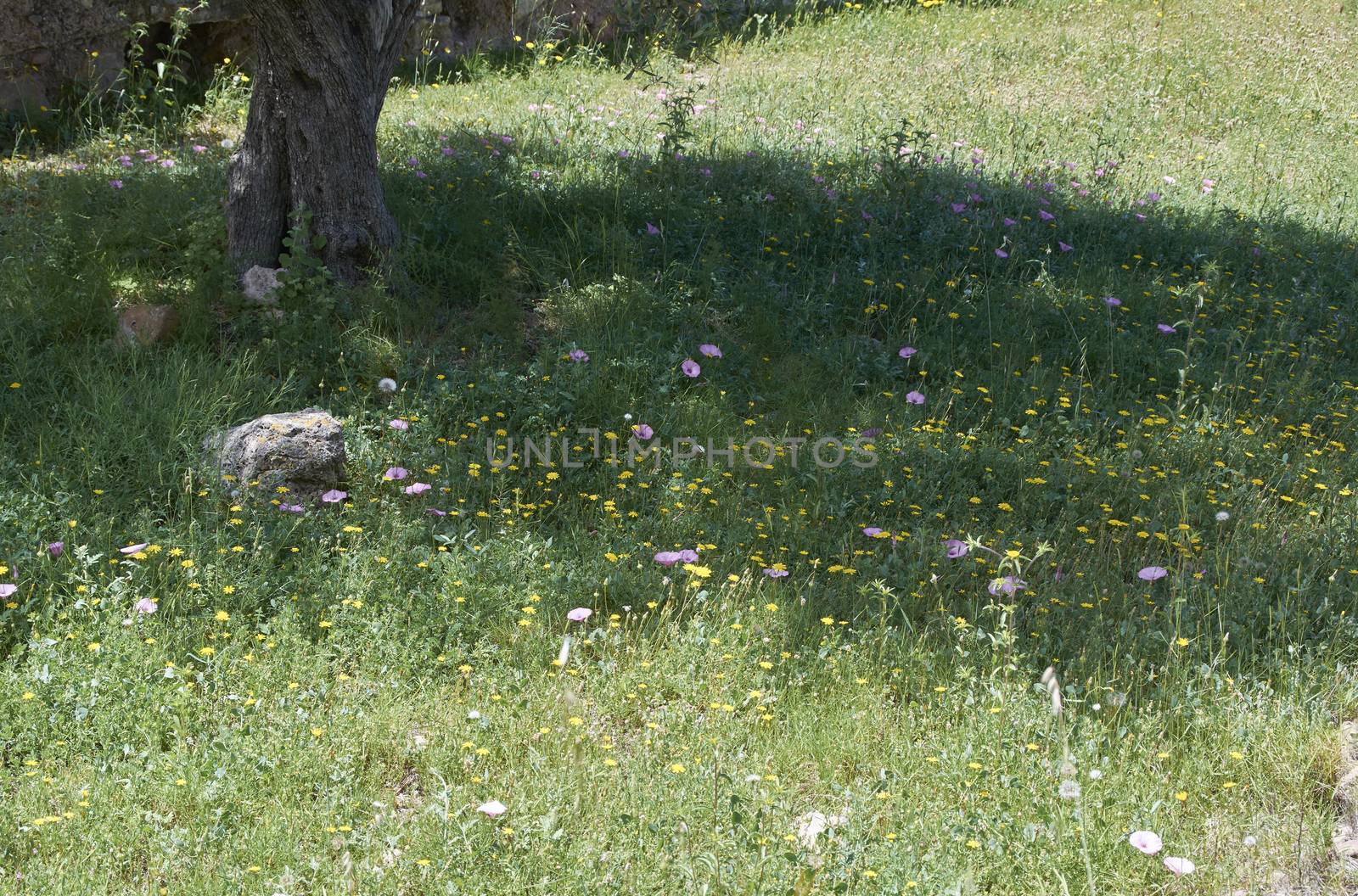 Carpet of flowers in the bright and warm spring, Colors of nature