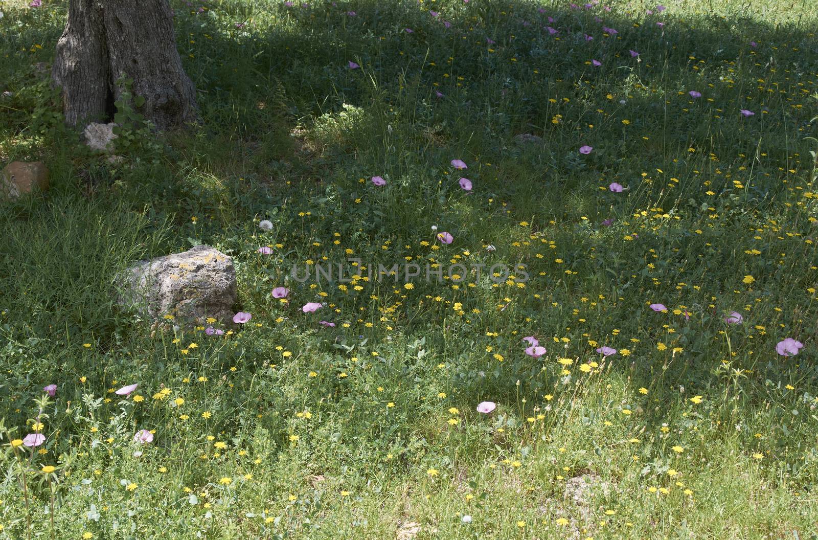 Carpet of flowers in the bright and warm spring, Colors of nature