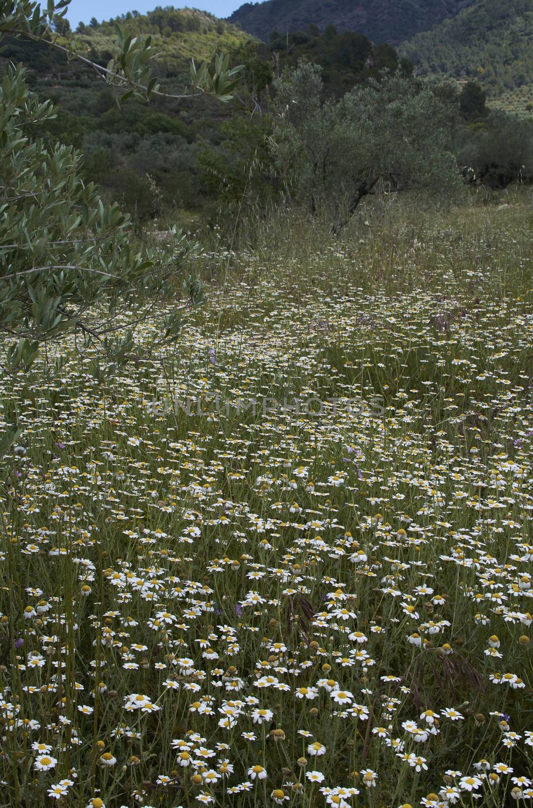 Carpet of flowers in the bright and warm spring, Colors of nature