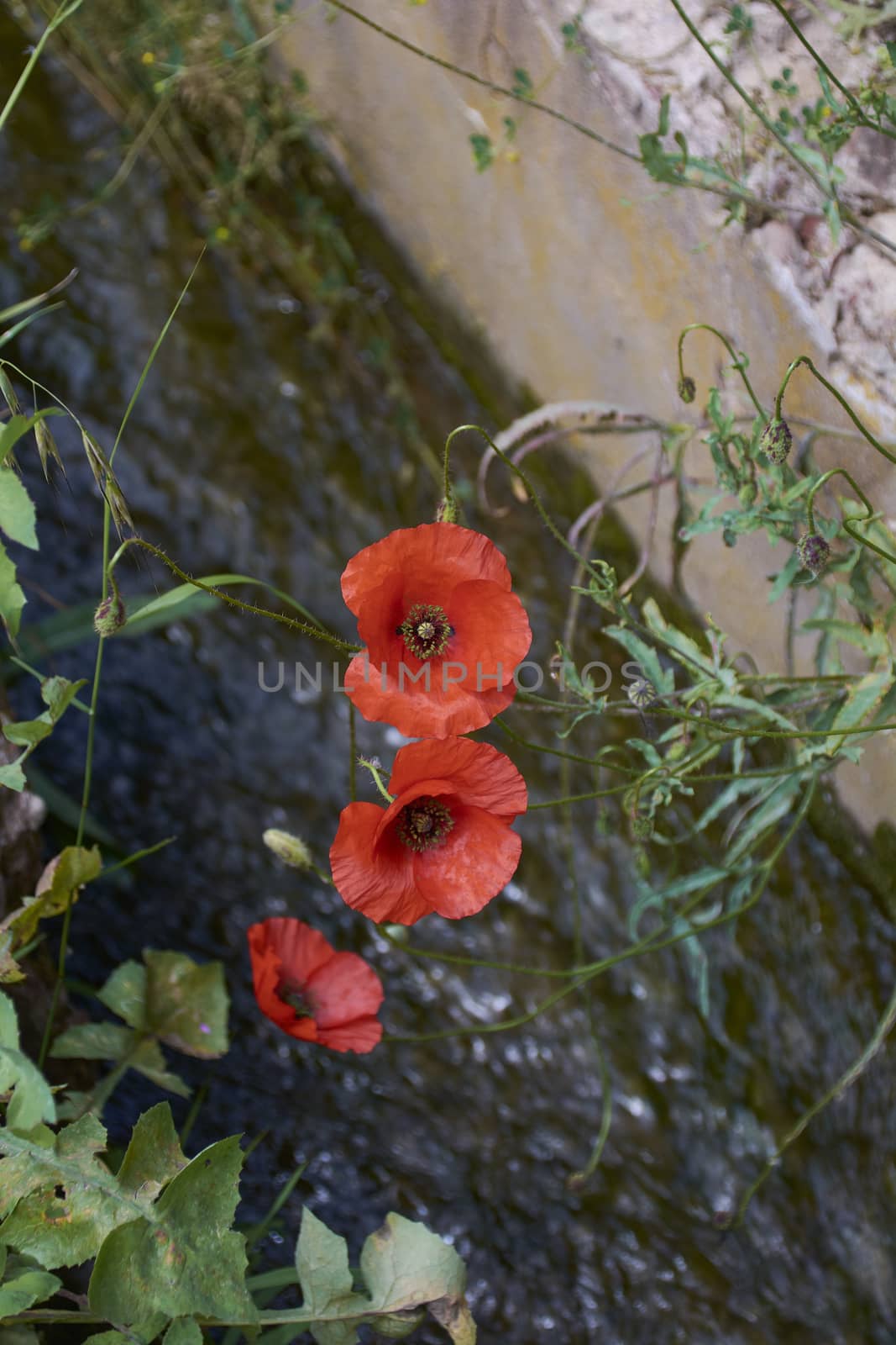 Three red poppies looking at the warm spring. Colors of nature