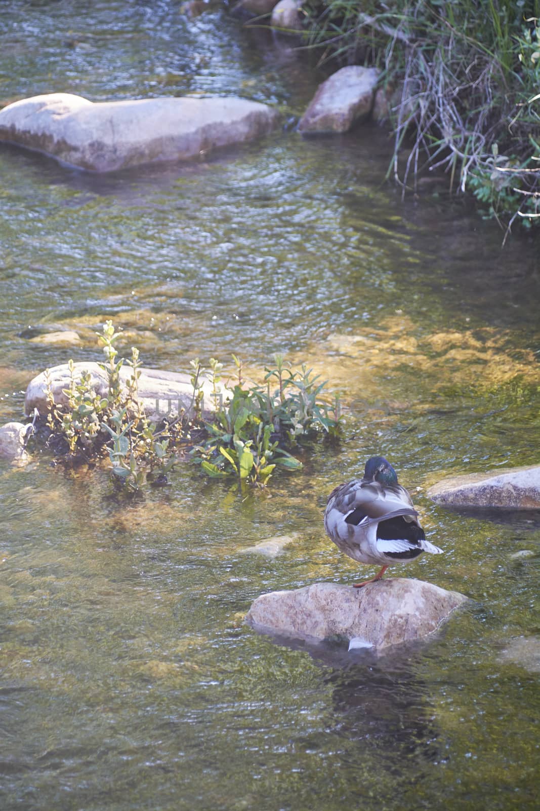 Duck resting on a stone of the quiet river, Live of nature
