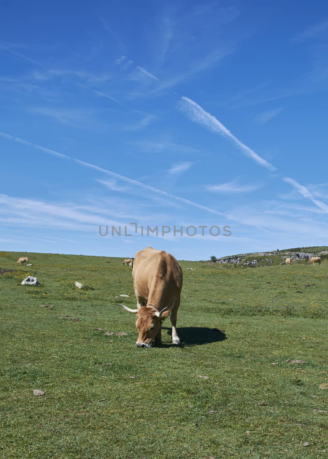 A cow lying on the grass sunbathing, by raul_ruiz