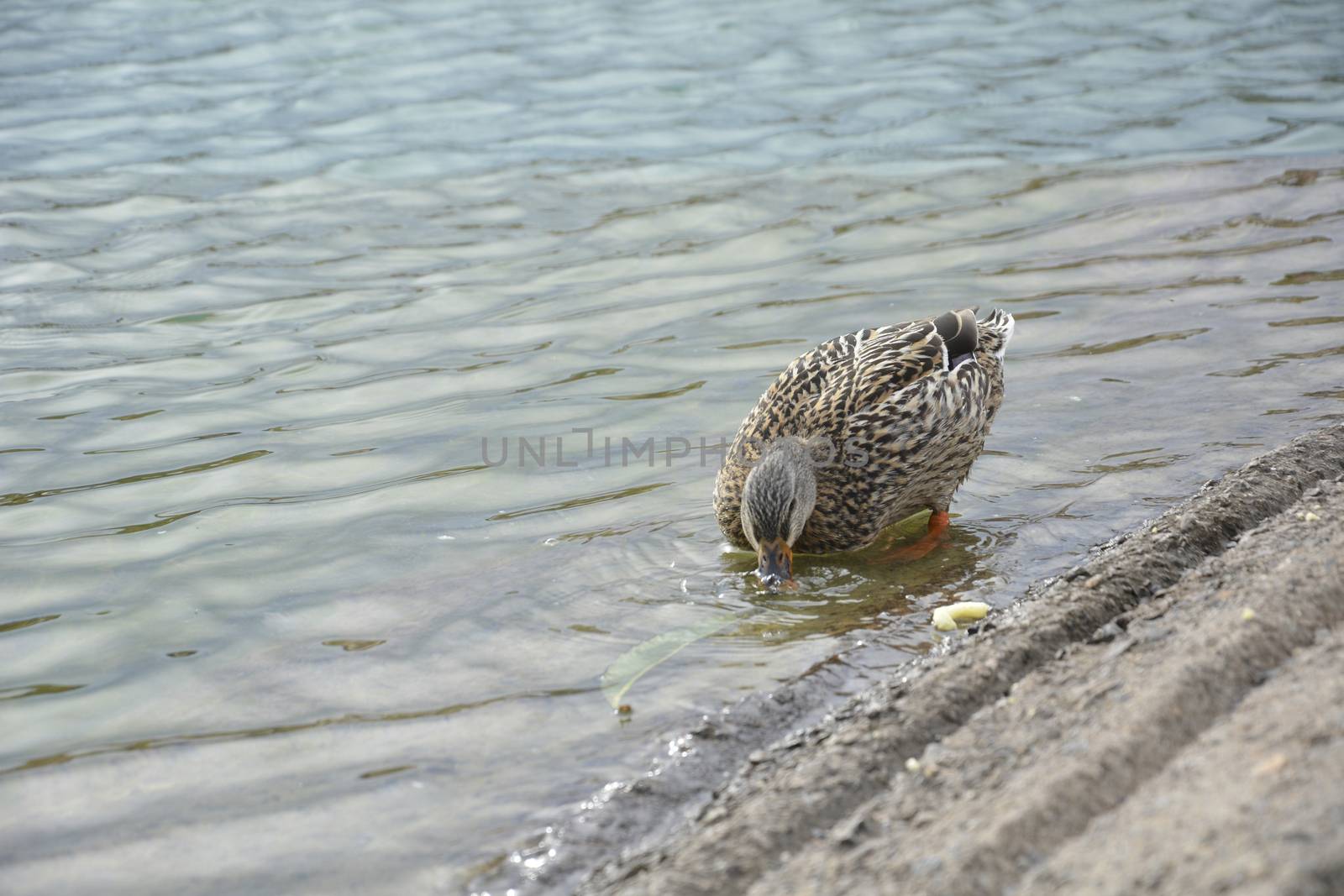 Duck eating on the shore of the raft by raul_ruiz