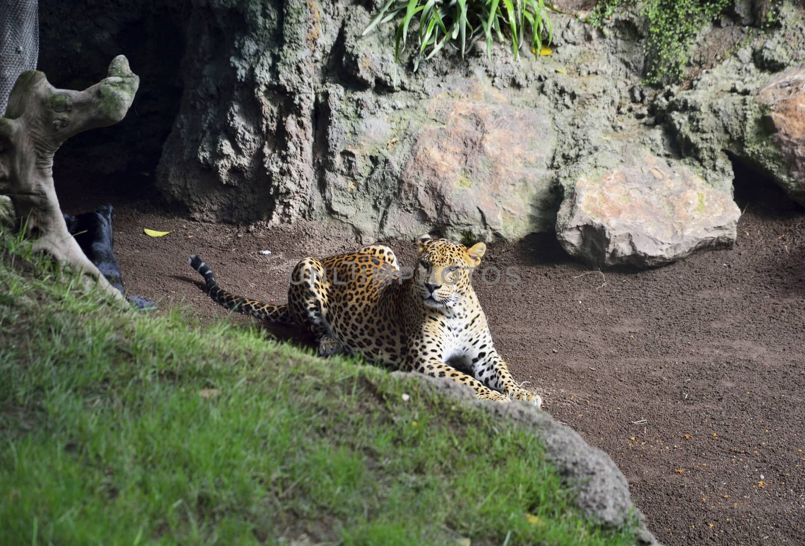 Panther lying down looking at the horizon by raul_ruiz