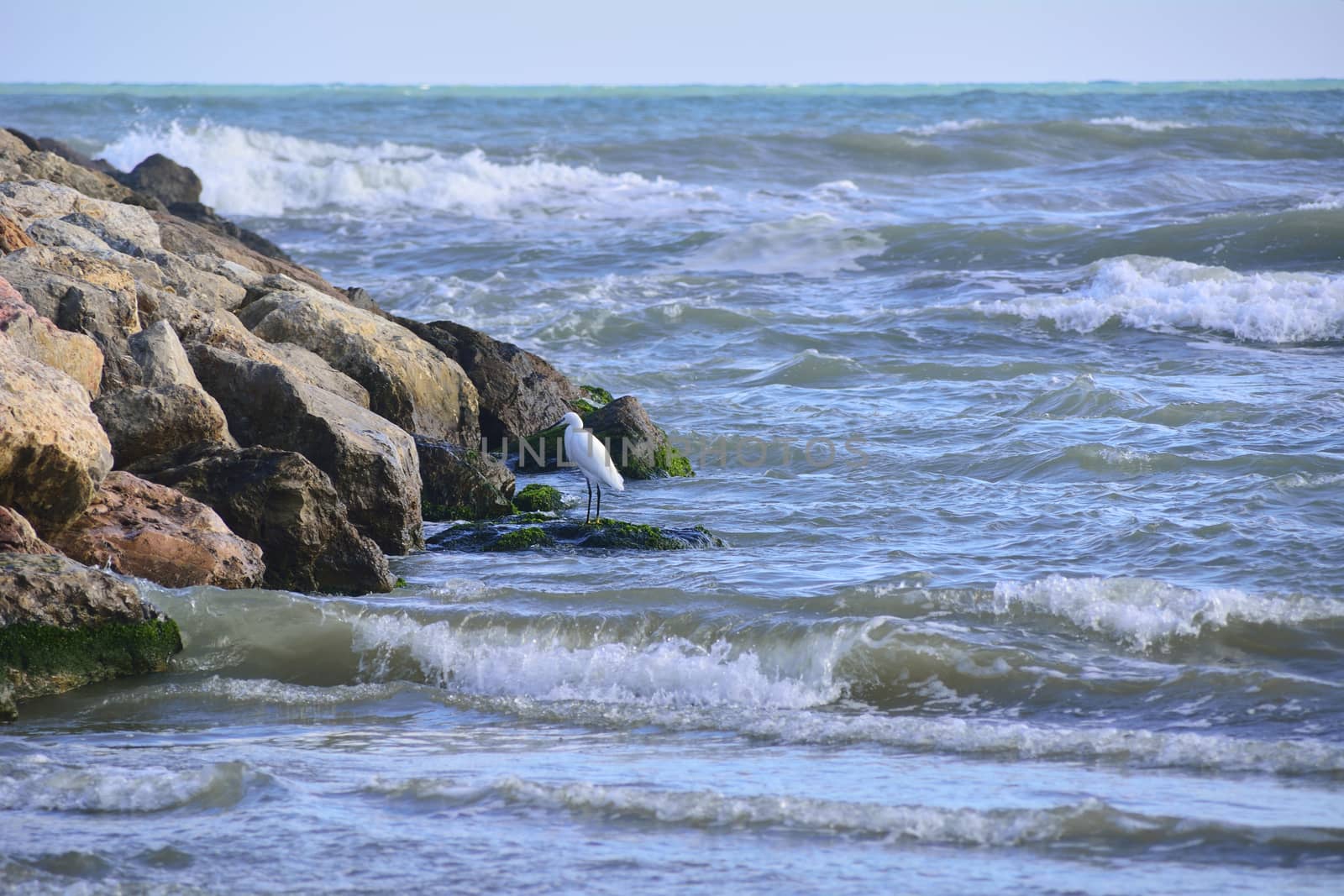 Lonely seagull on some rocks by the sea. Colors of nature